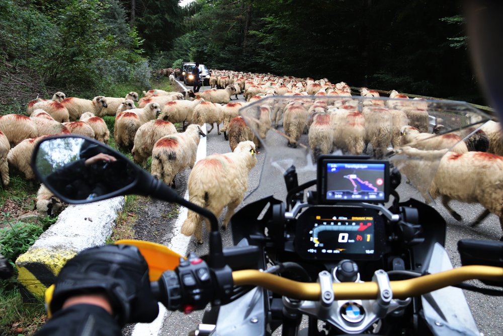 sheep on  road motorbike tour through Romania Transalpina shepherding the flock