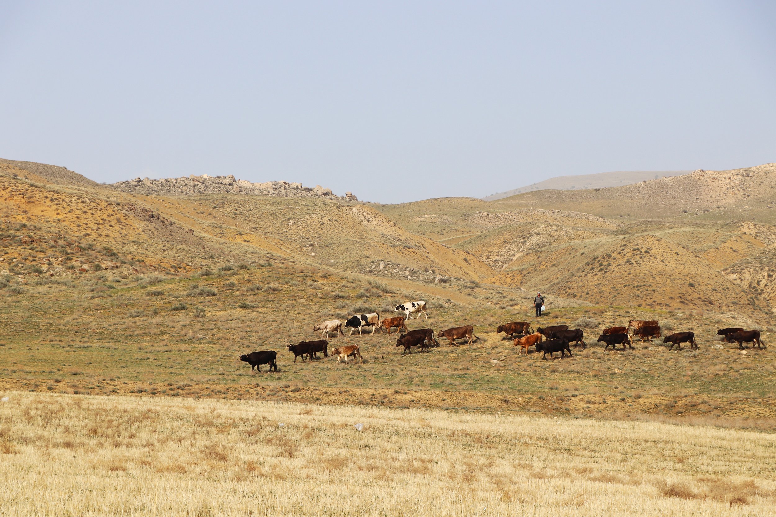 Armenia Farmer.jpg