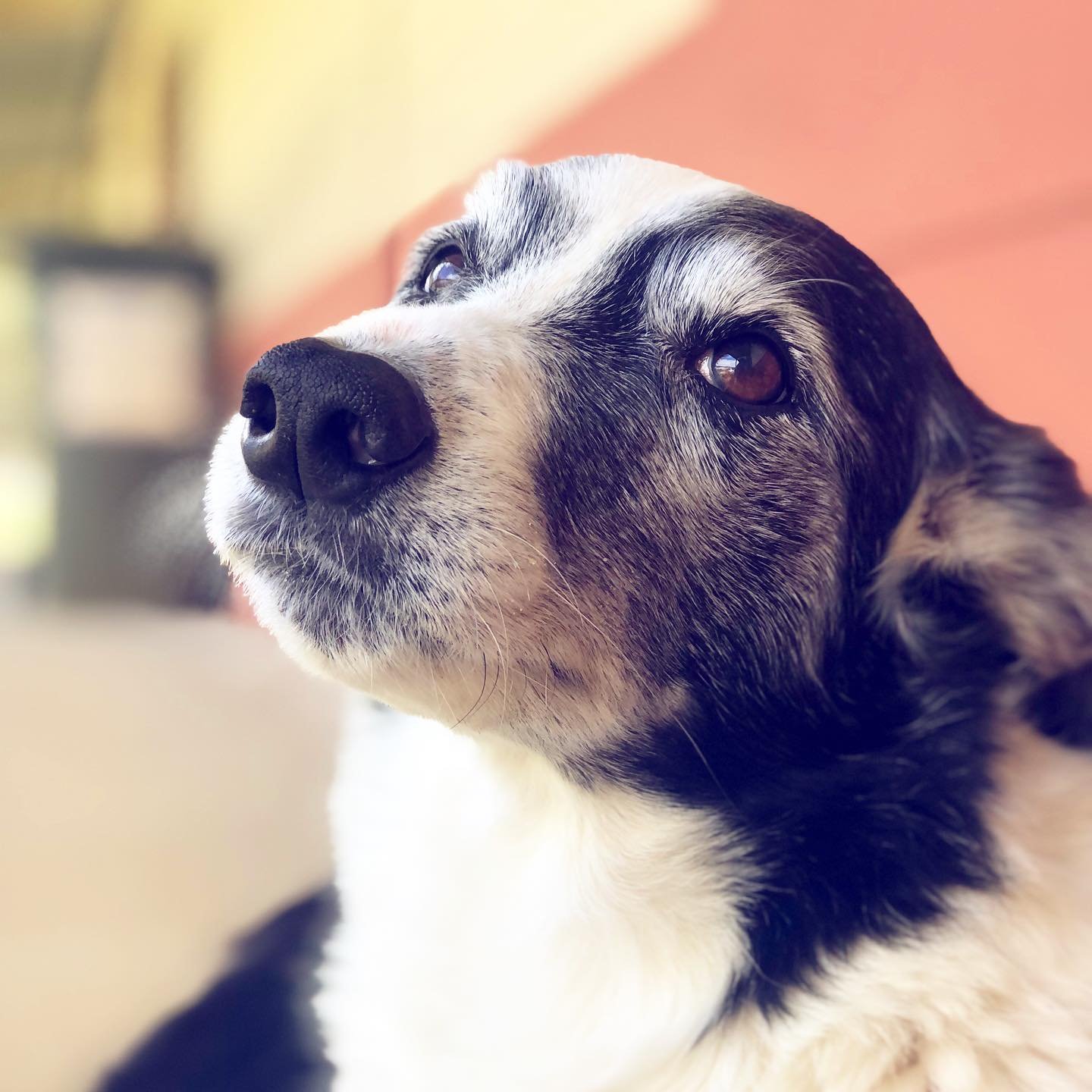 pippa.jpg