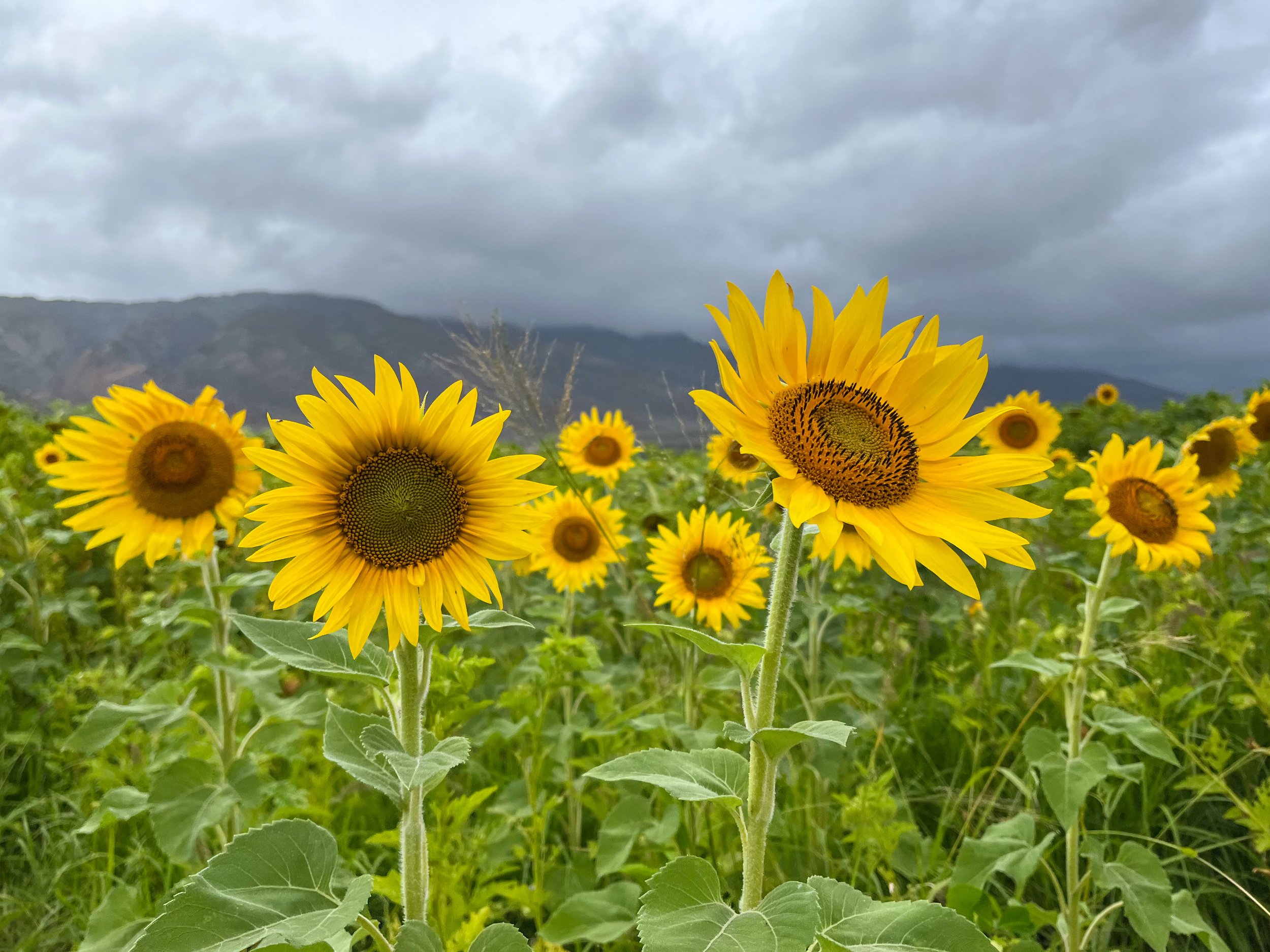 What Aloha means to me as someone born and raised in the Hawaiian Islands