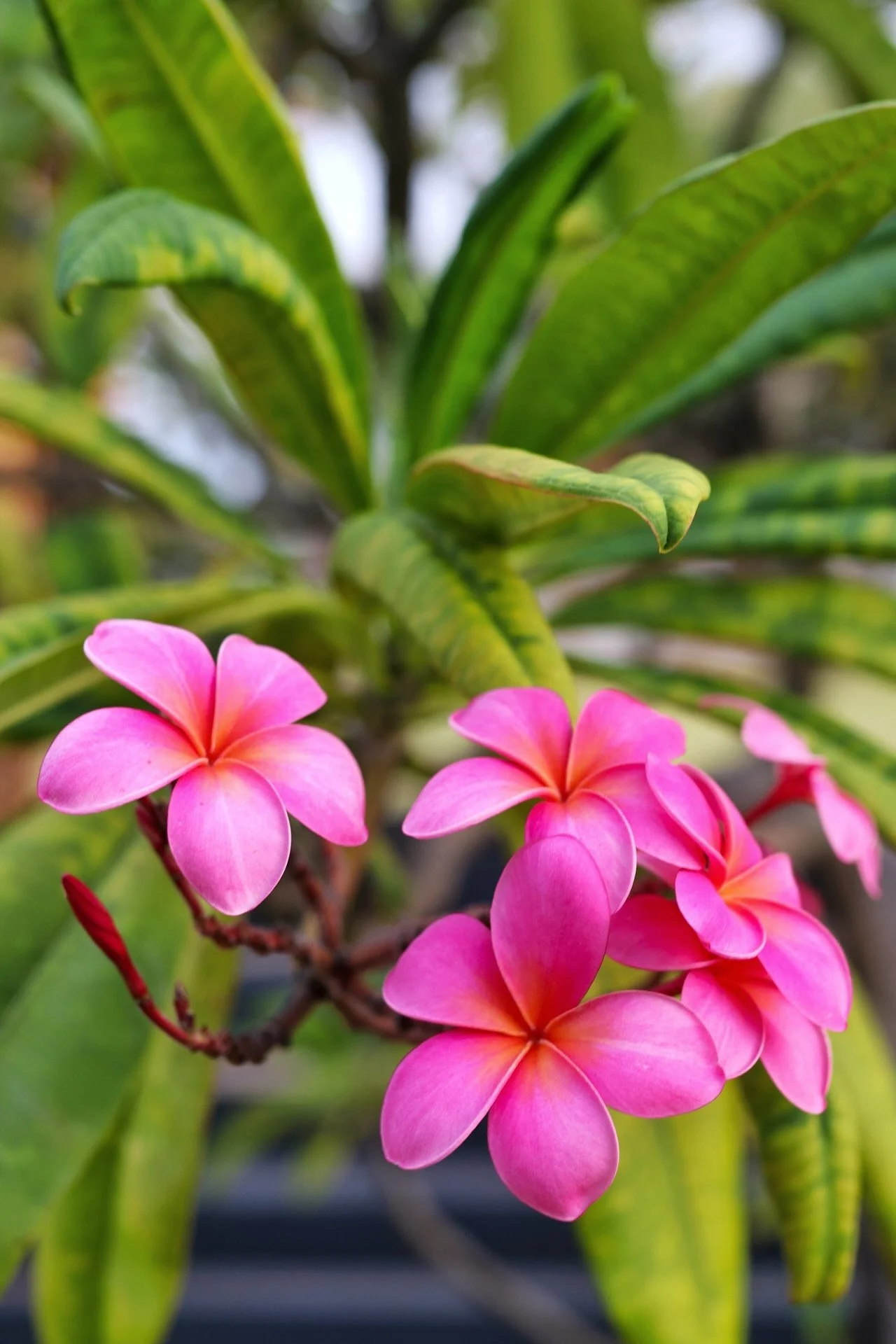 Stop Stealing Our Pua: Why Picking Flowers in Hawaiʻi Isn’t Just Rude — It’s Disrespectful