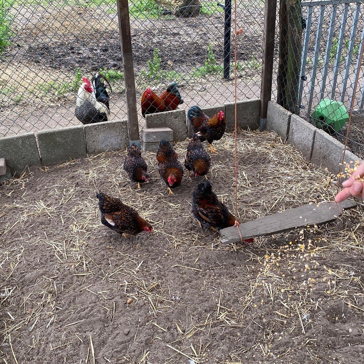 Wist je dat wij bij LinQ ook een boerderij hebben? Dit zijn onze kippen! We hebben twee zijdehoentjes en recent zijn er nog 6 kippen bijgekomen, 3 hanen en 3 hennen. 

Zo kunnen we altijd genieten van heerlijk verse eitjes van de kippen. Wist je dat 