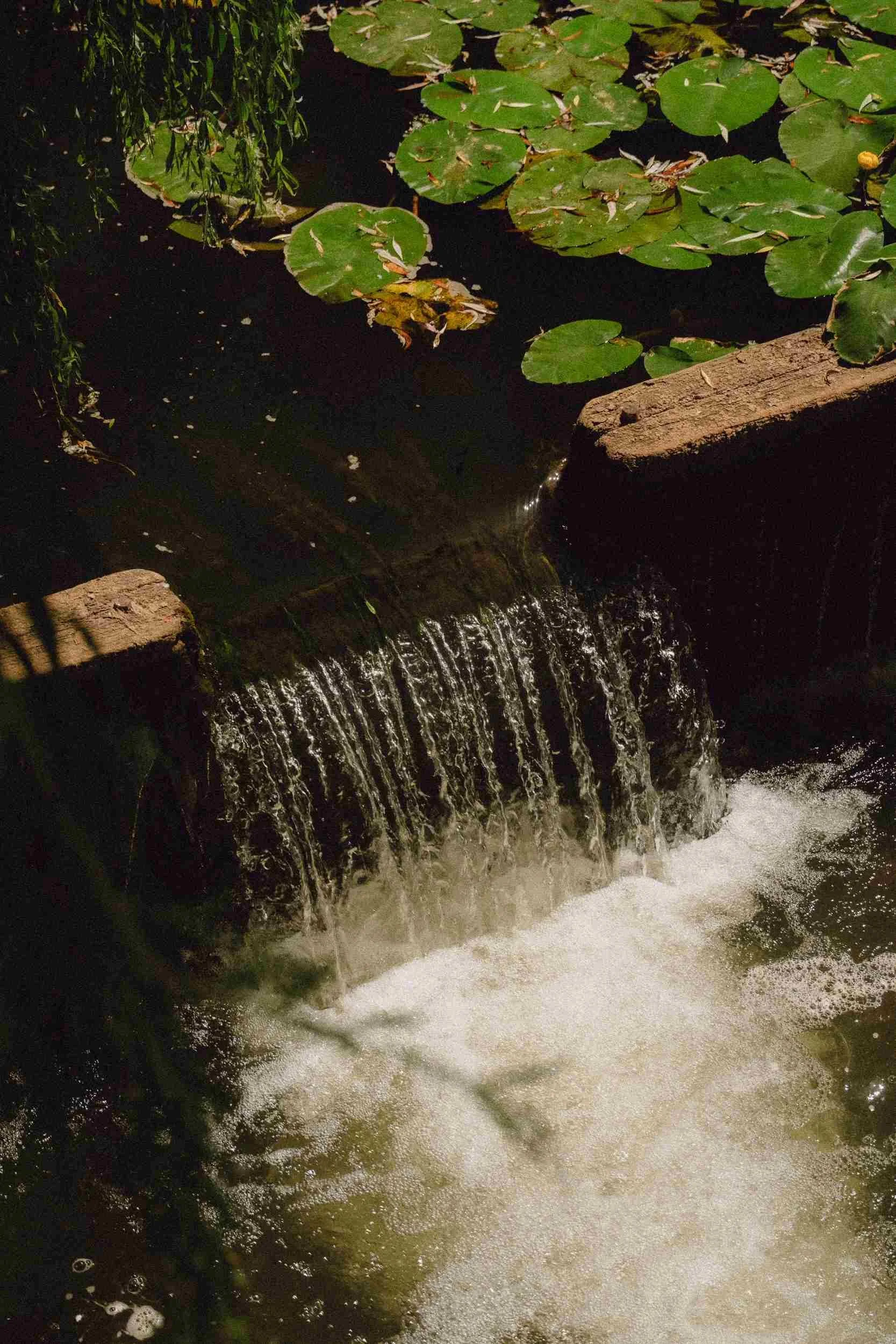 Pond that feeds Atelier Ellis with water for our paint manufacturing needs.