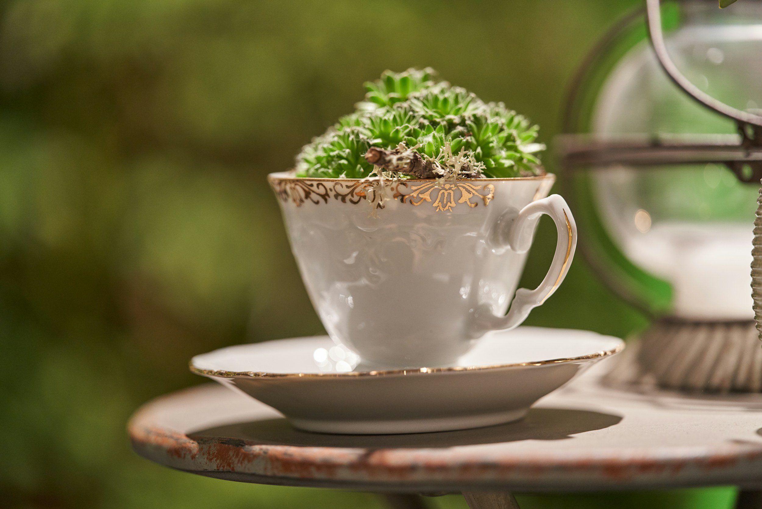 Tea Cup Terrariums