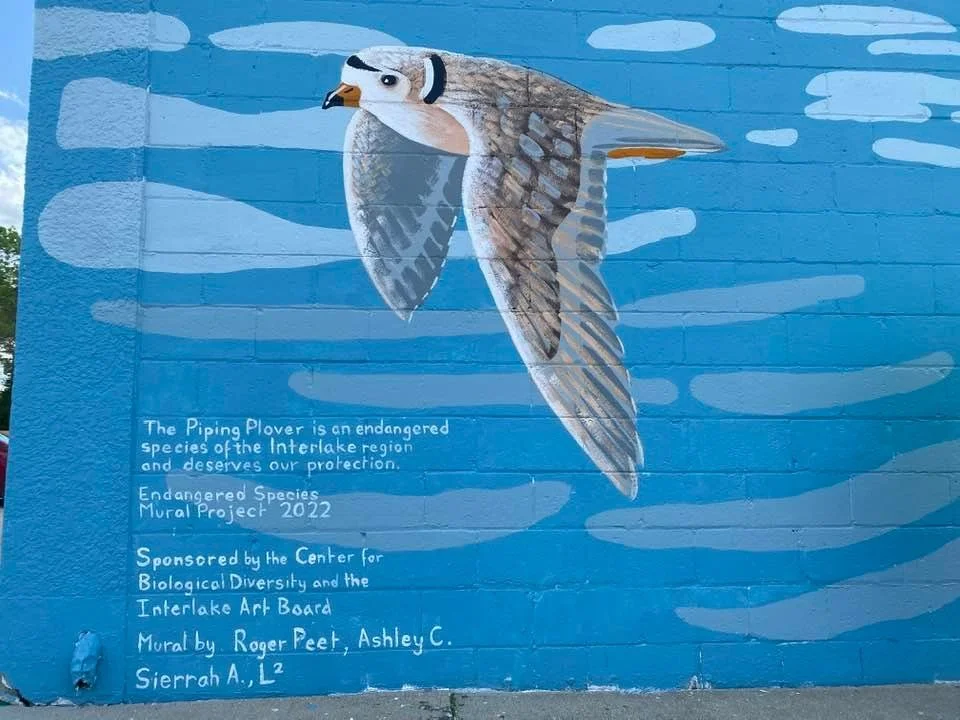 Piping Plover mural-Alan Lagimodiere2.jpg