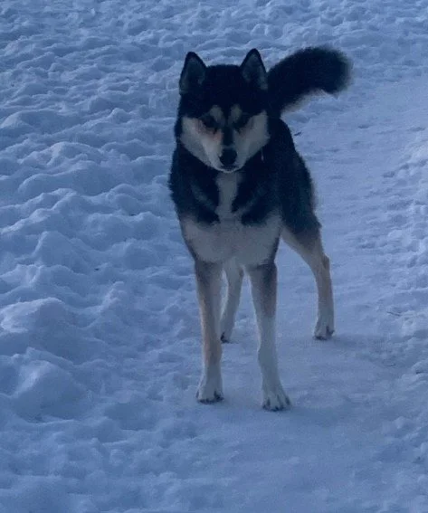 River Siberian Dogsled-5.jpg