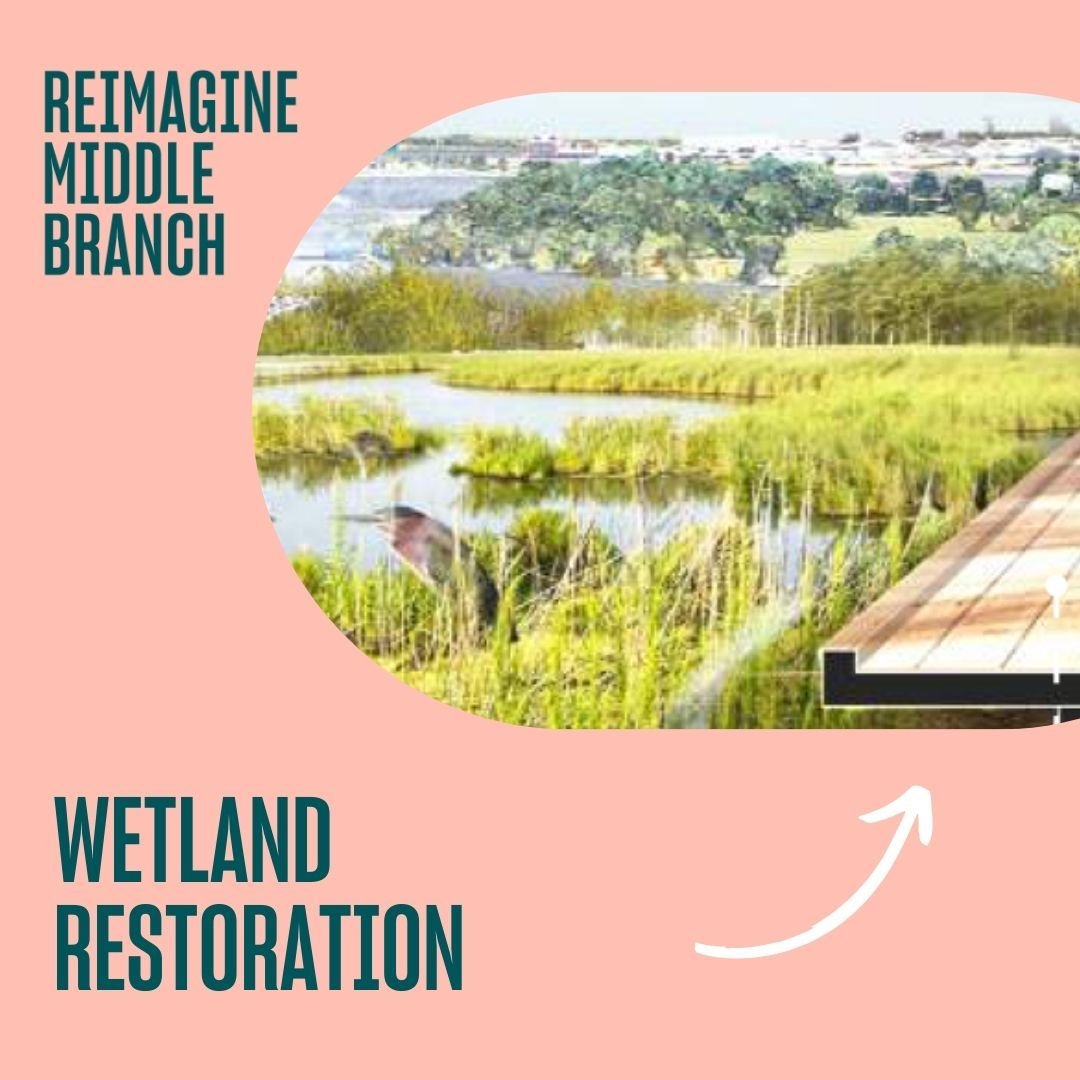 Wetland restoration is an important part of the Reimagine Middle Branch Plan and for climate resiliency in Baltimore. Early maps of the Middle Branch show a thick, natural, resilient shoreline that evoked the soft and green expanse of the Chesapeake 