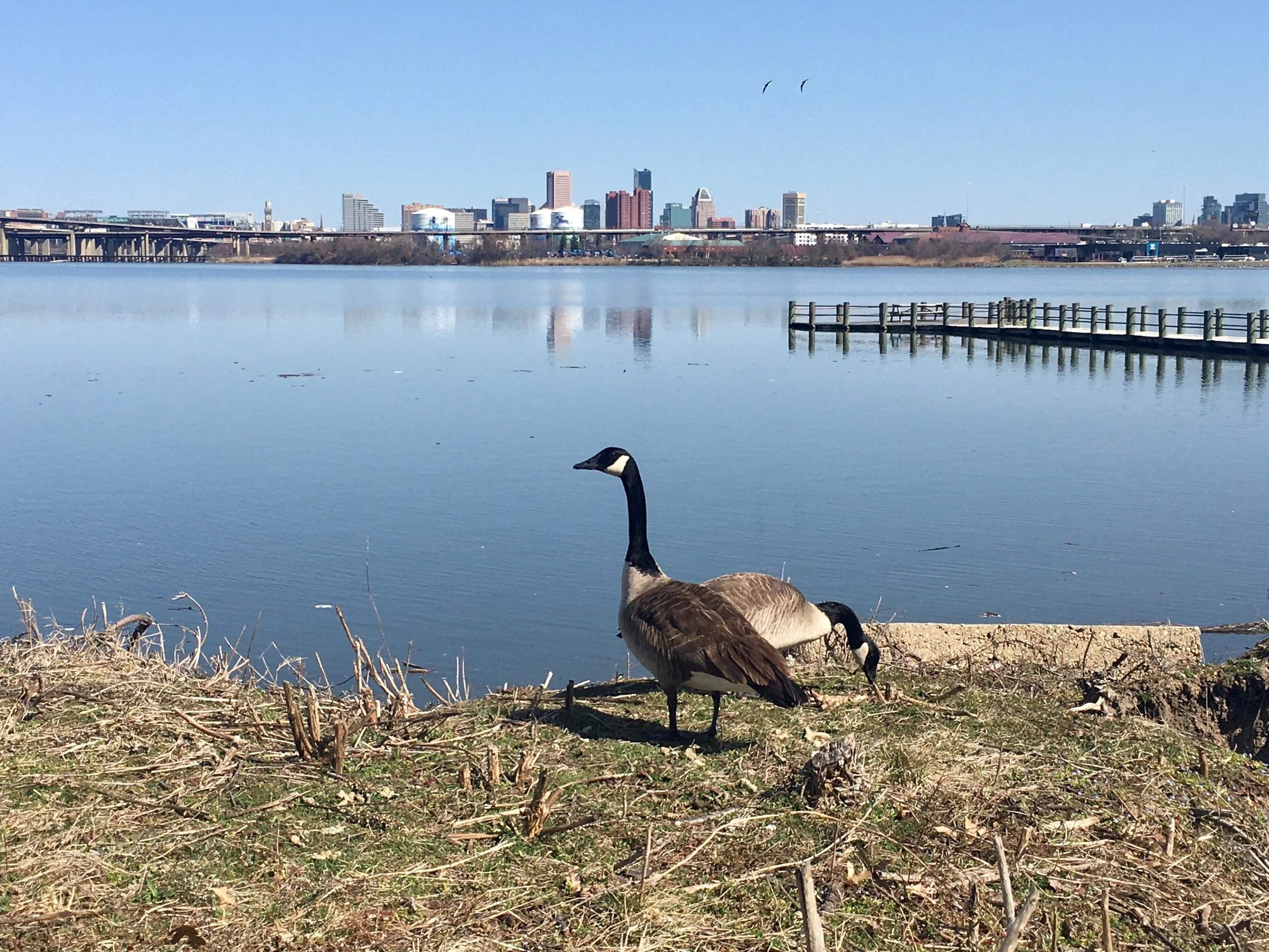 Middle Branch Birding &amp; Nature Tours - with Women of Color Outdoors (WOCO) &amp; Kojo Baidoo