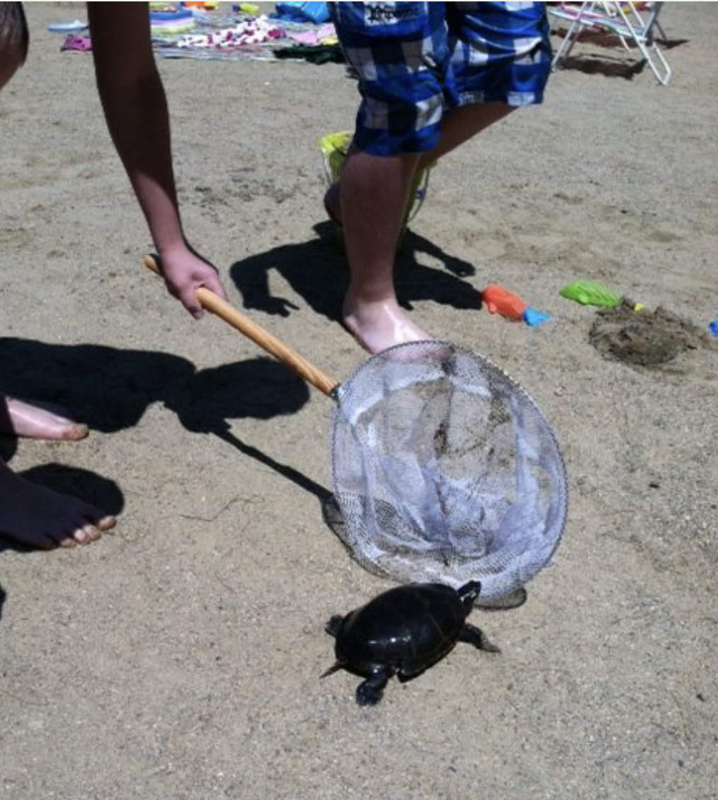 Nurture Programs: Catching Turtles
