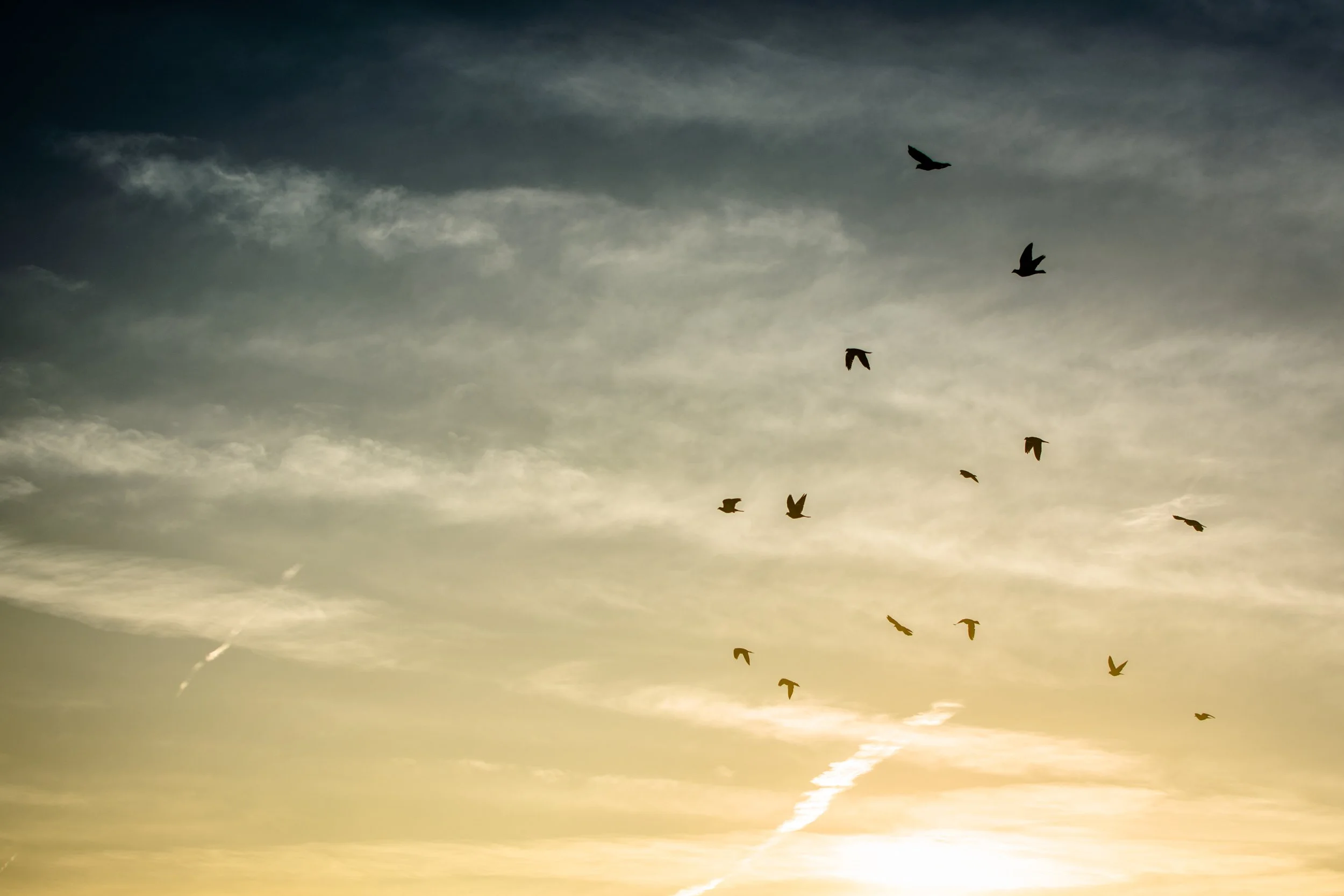 Birds over Ladybrook Nursery