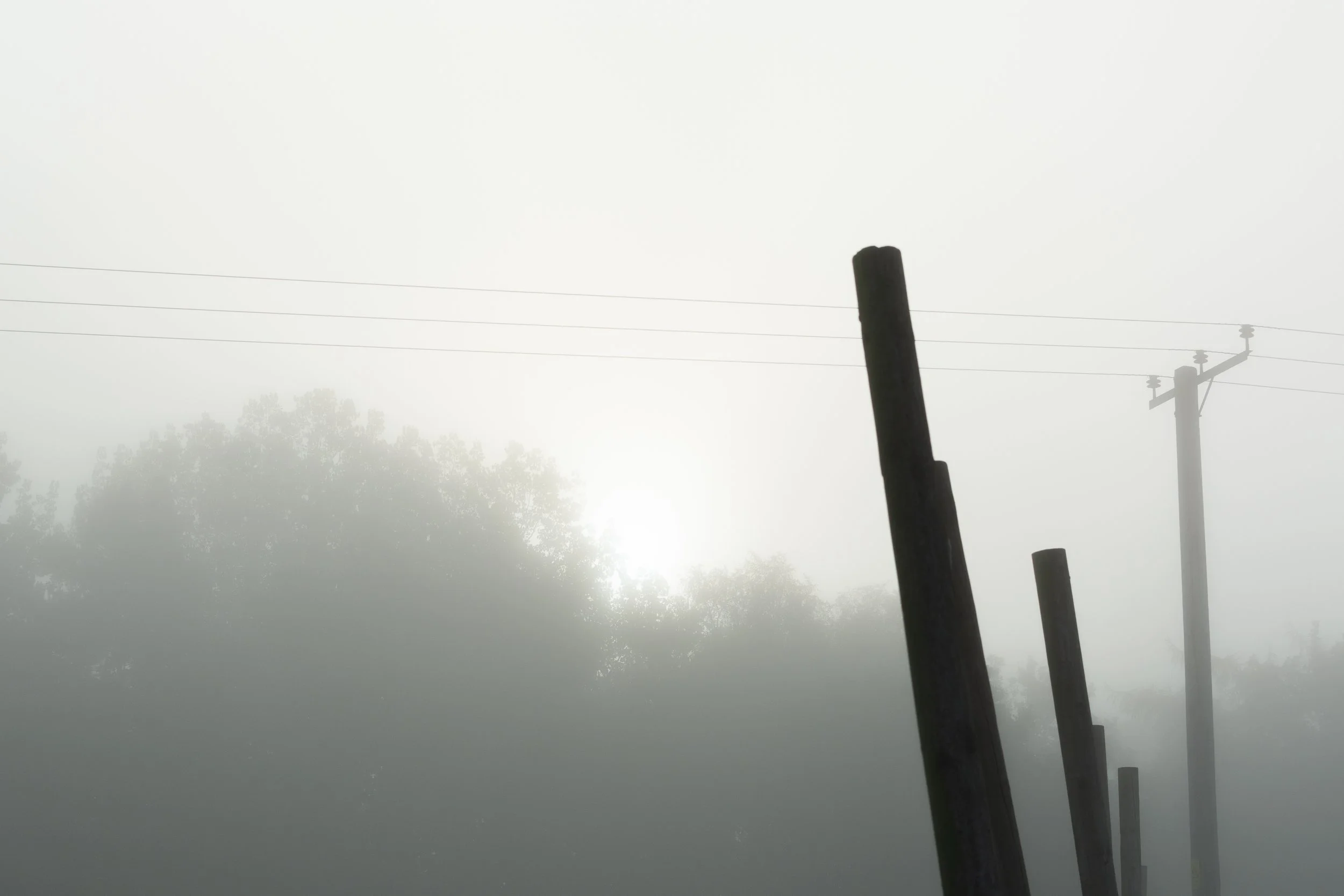 Soft light - Ladybrook Nursery