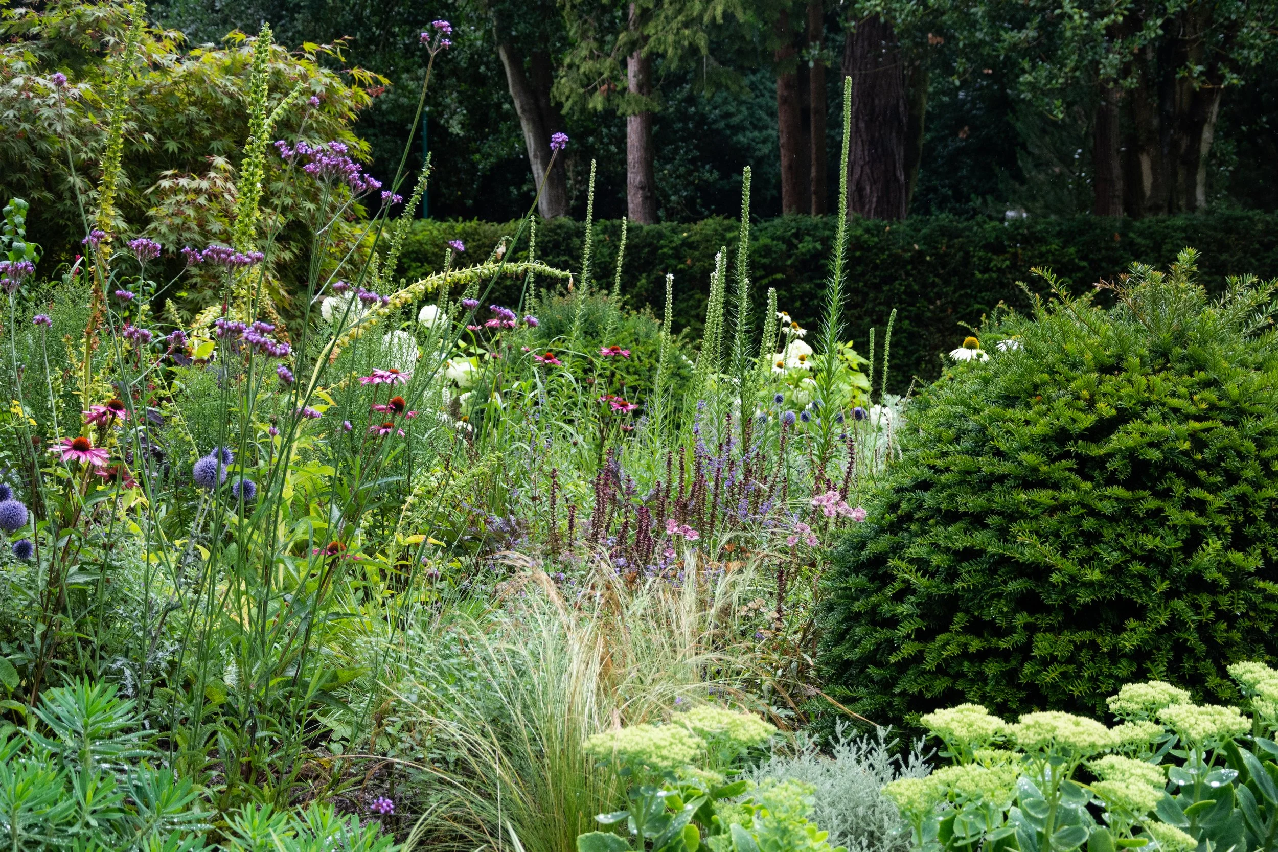 large perennials - achillea