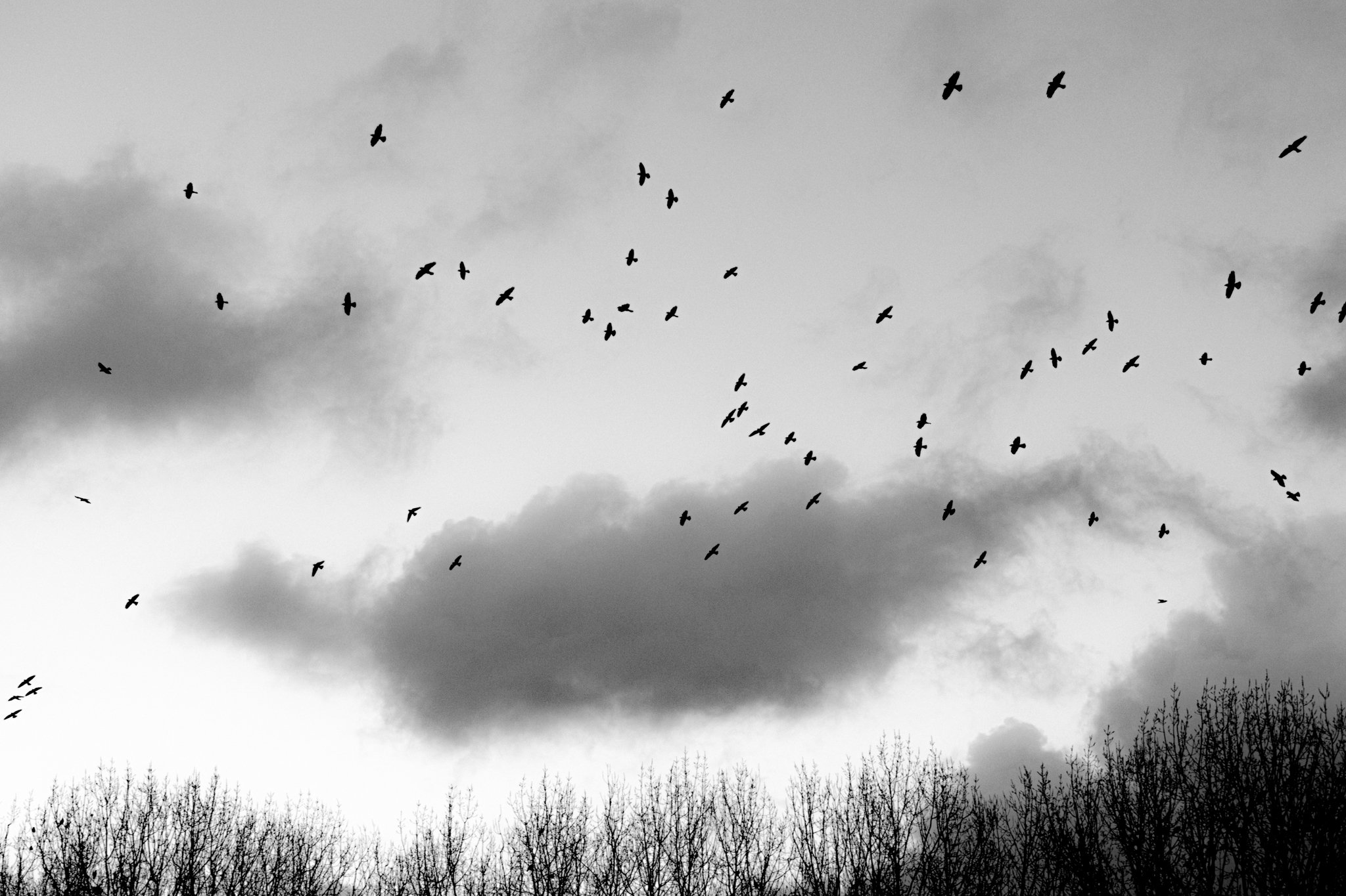 Birds over Ladybrook Valley - Architectural Plants