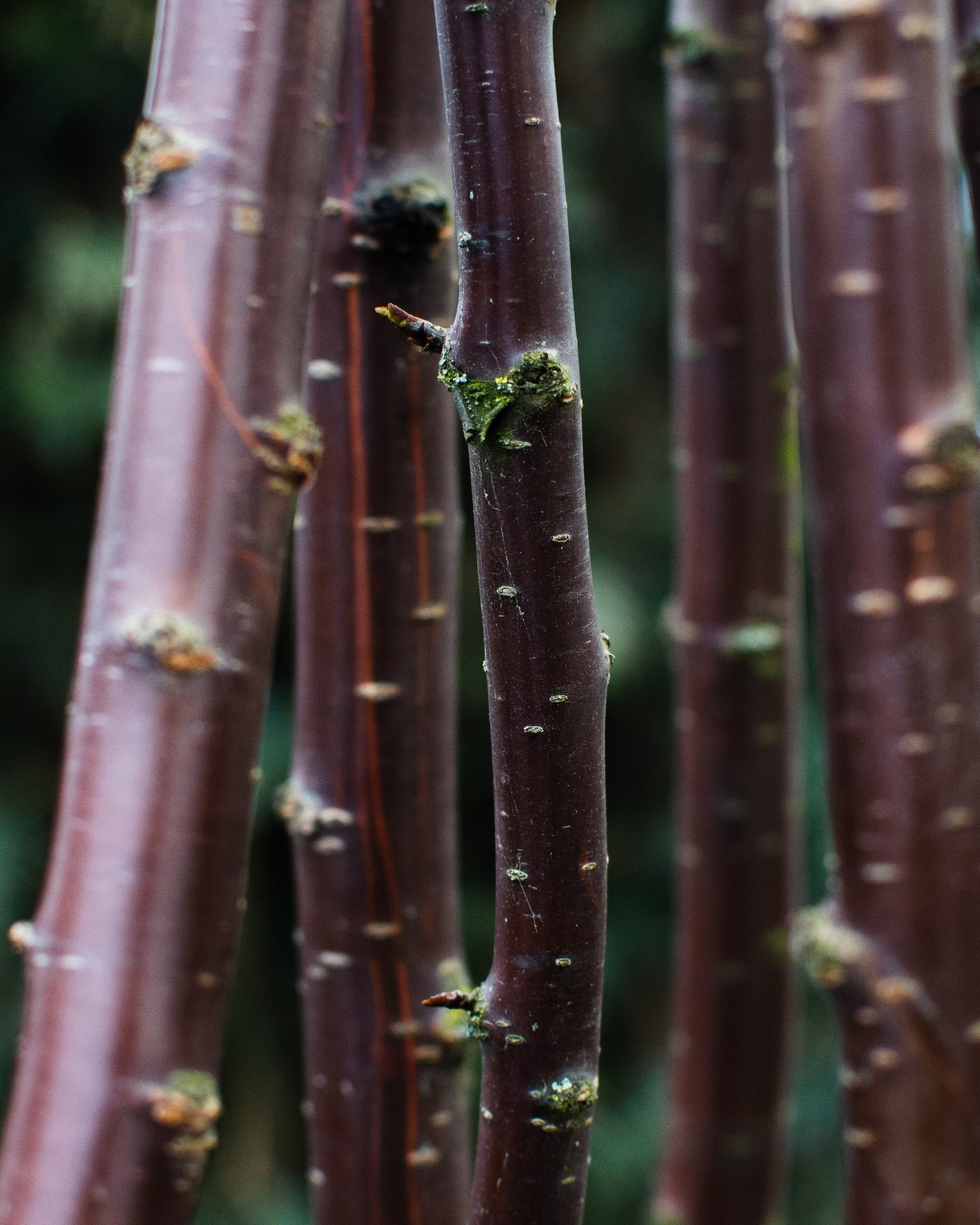 Multistem Prunus Serrula