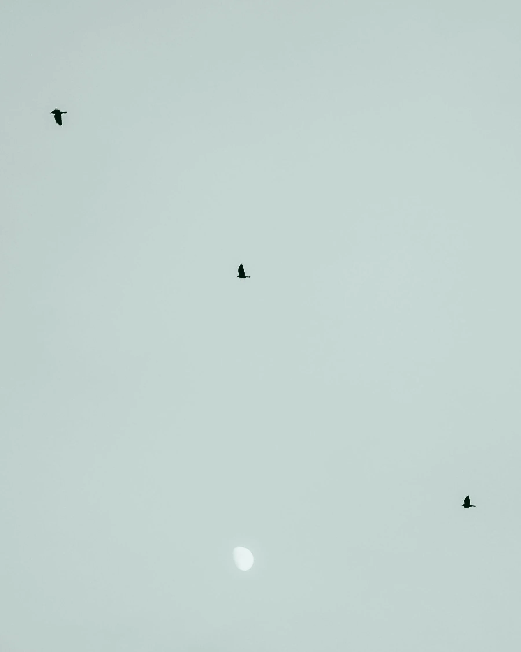 Birds over Ladybrook Valley