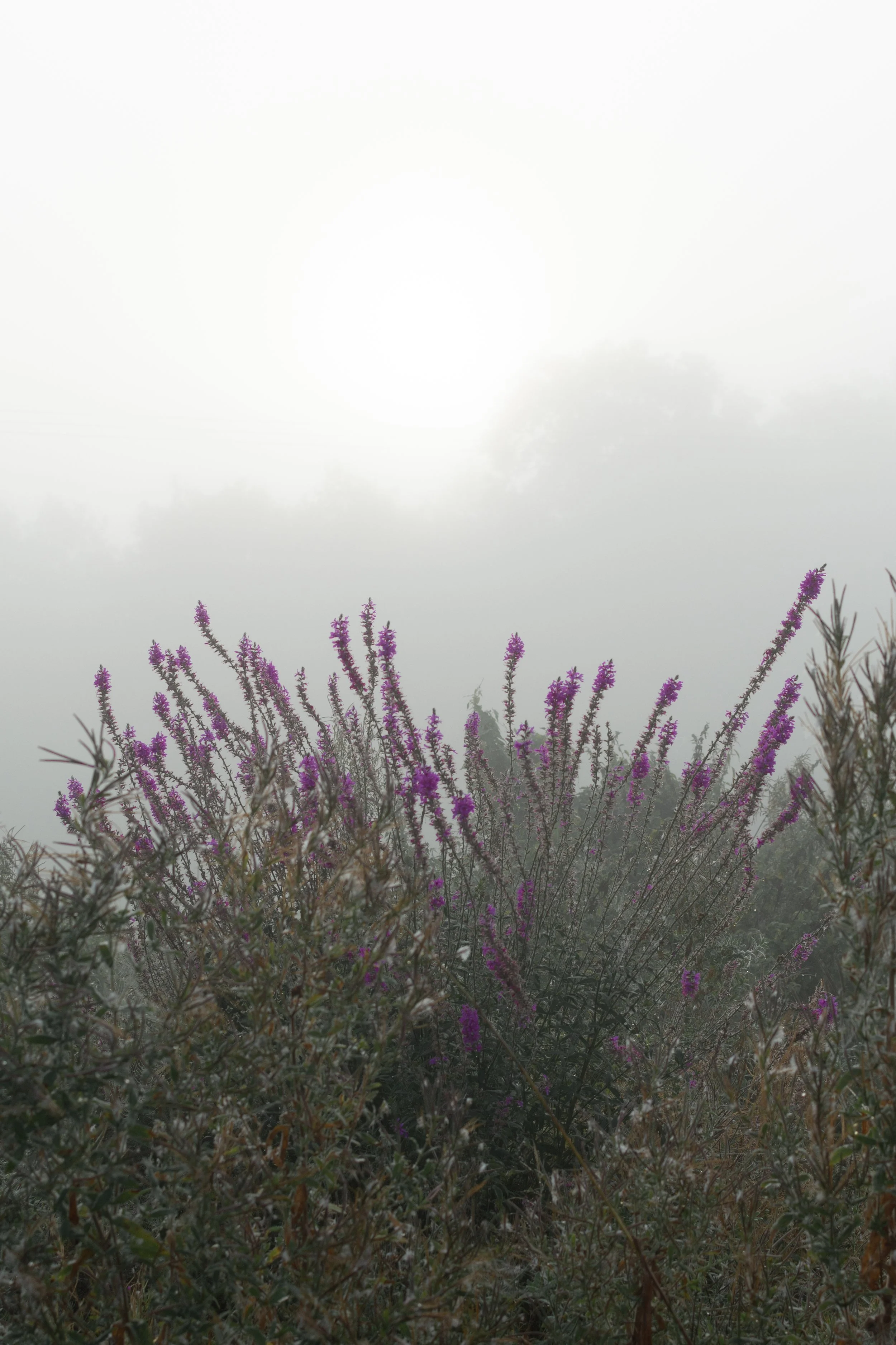 Nature reclaiming its place