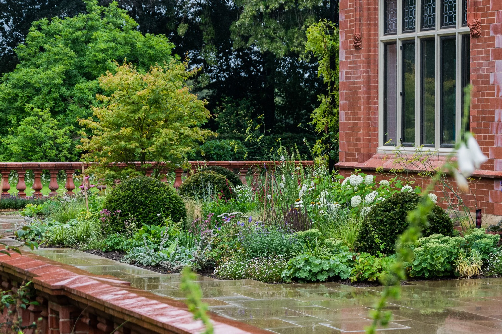 Taxus Balls & Large Acer Cheshire