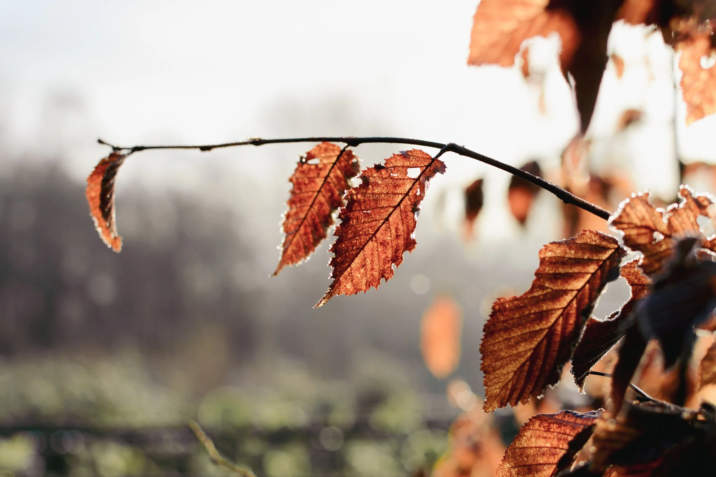 Carpinus Betulus in the sunlight