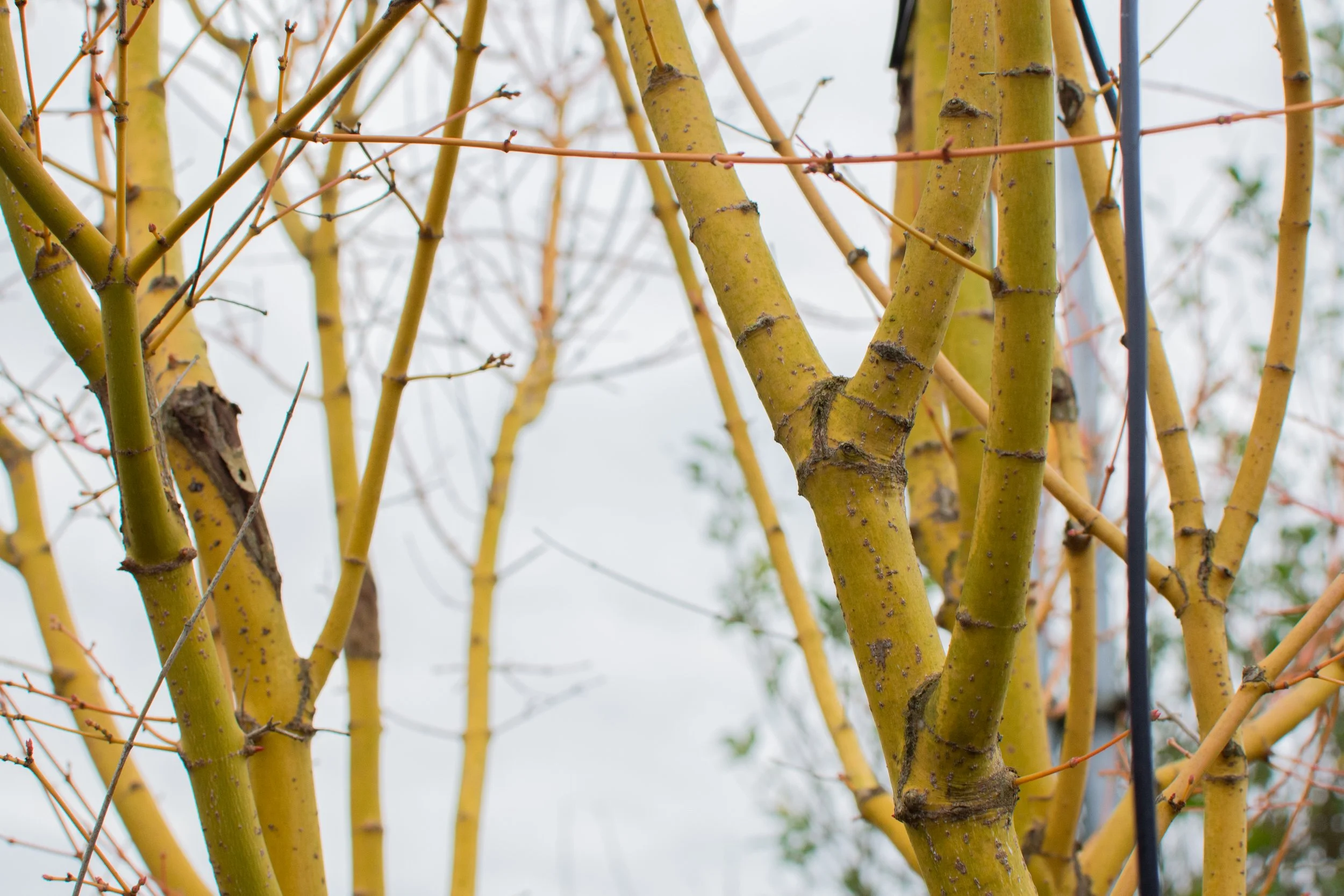 Acer Bijou - Yellow Acer