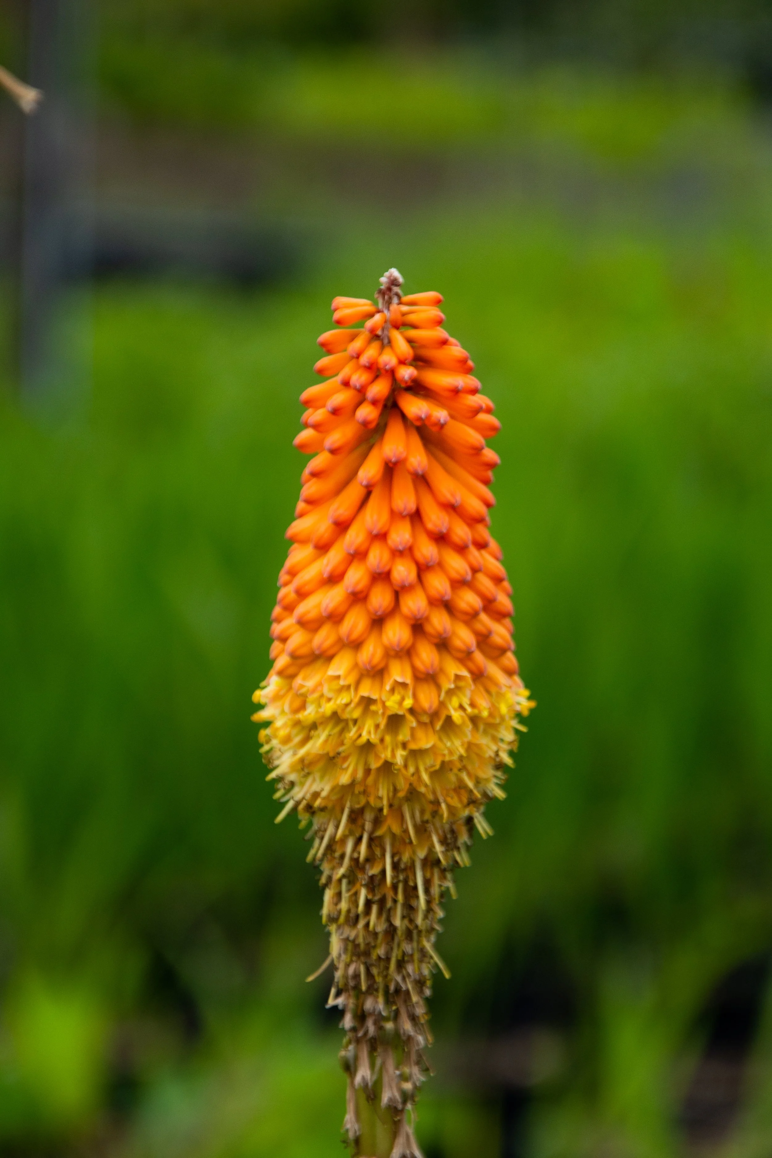 Kniphophia