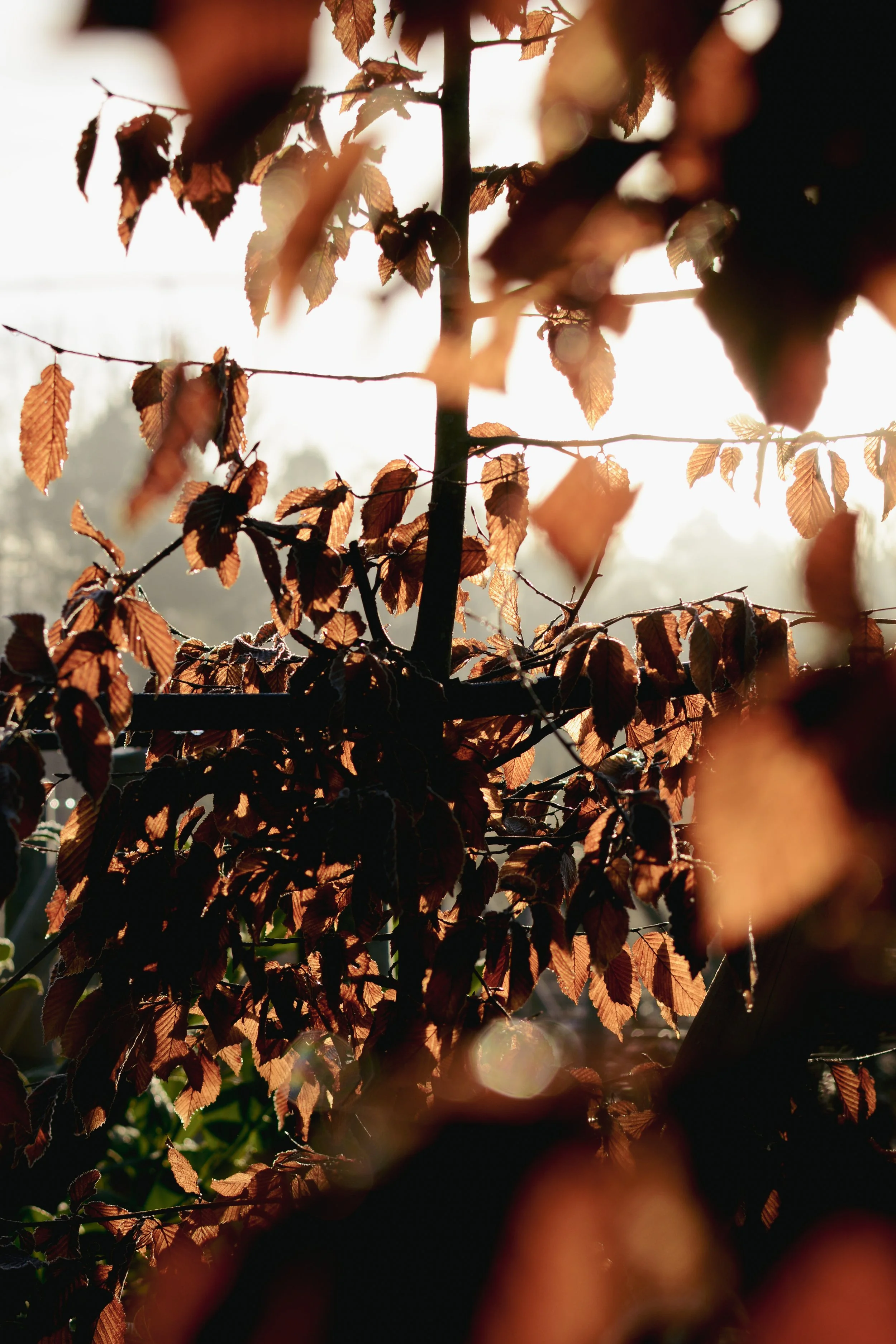 Carpinus Betulus Hornbeam