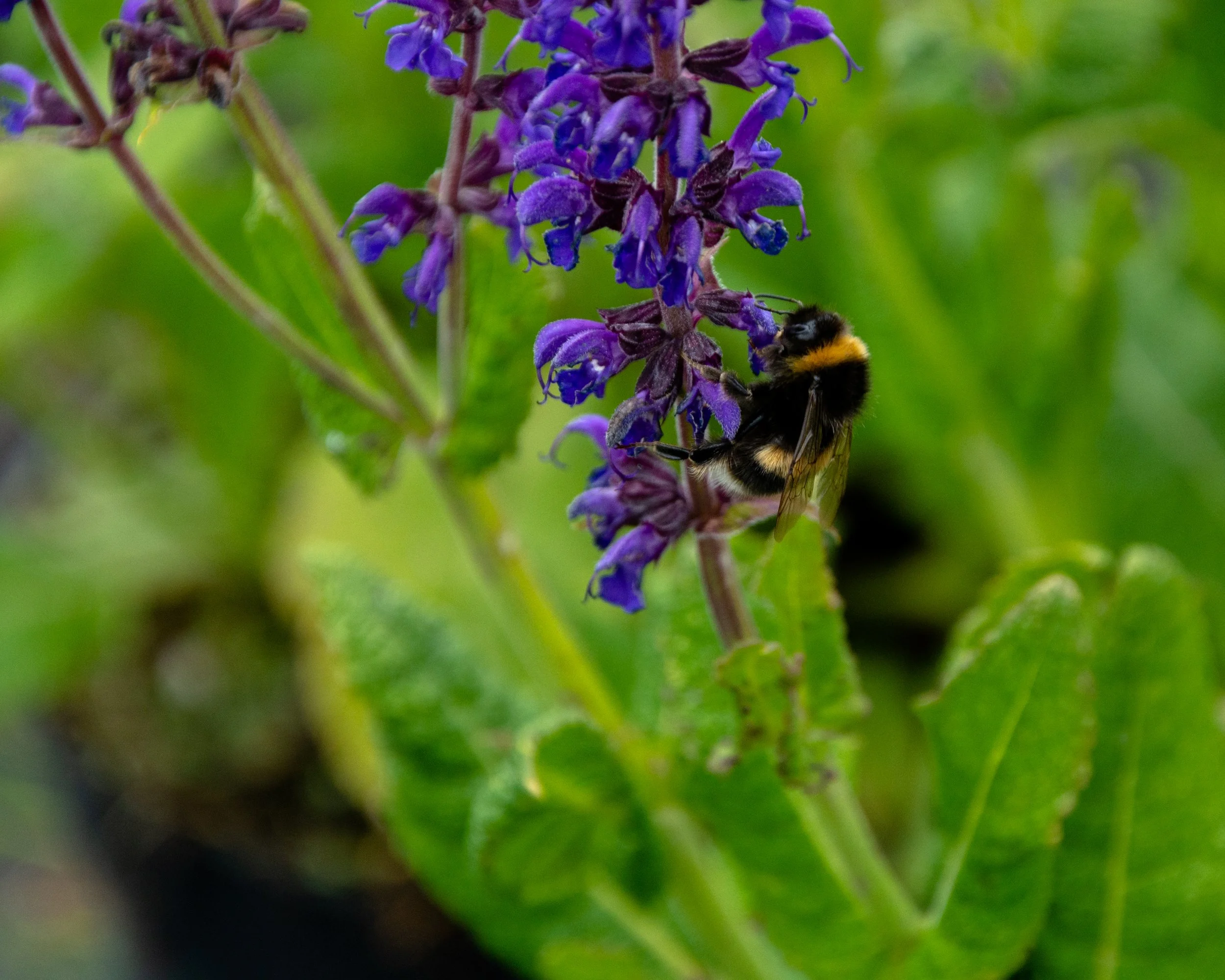 Bee Friendly Plants