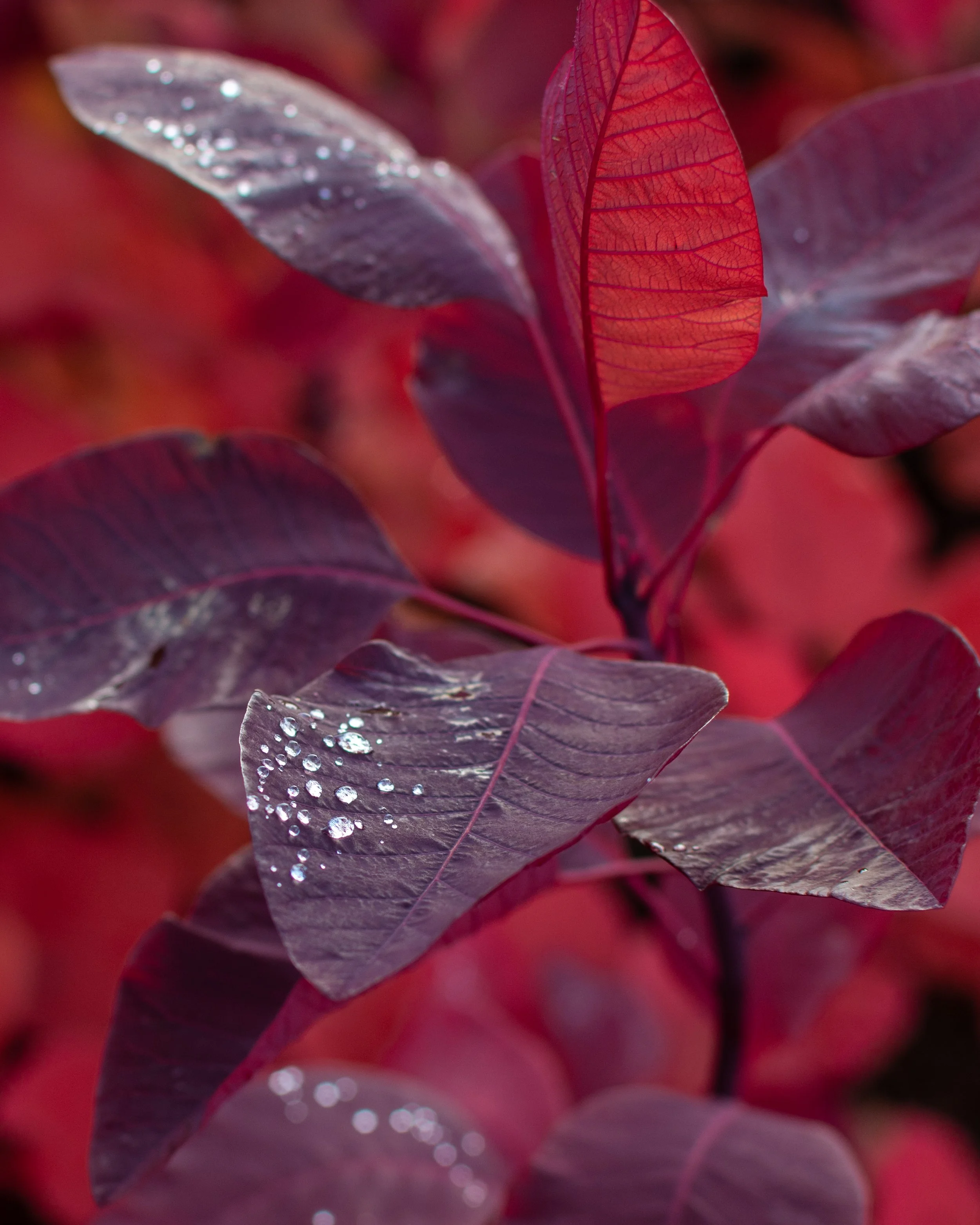 Cotinus Large Shrub