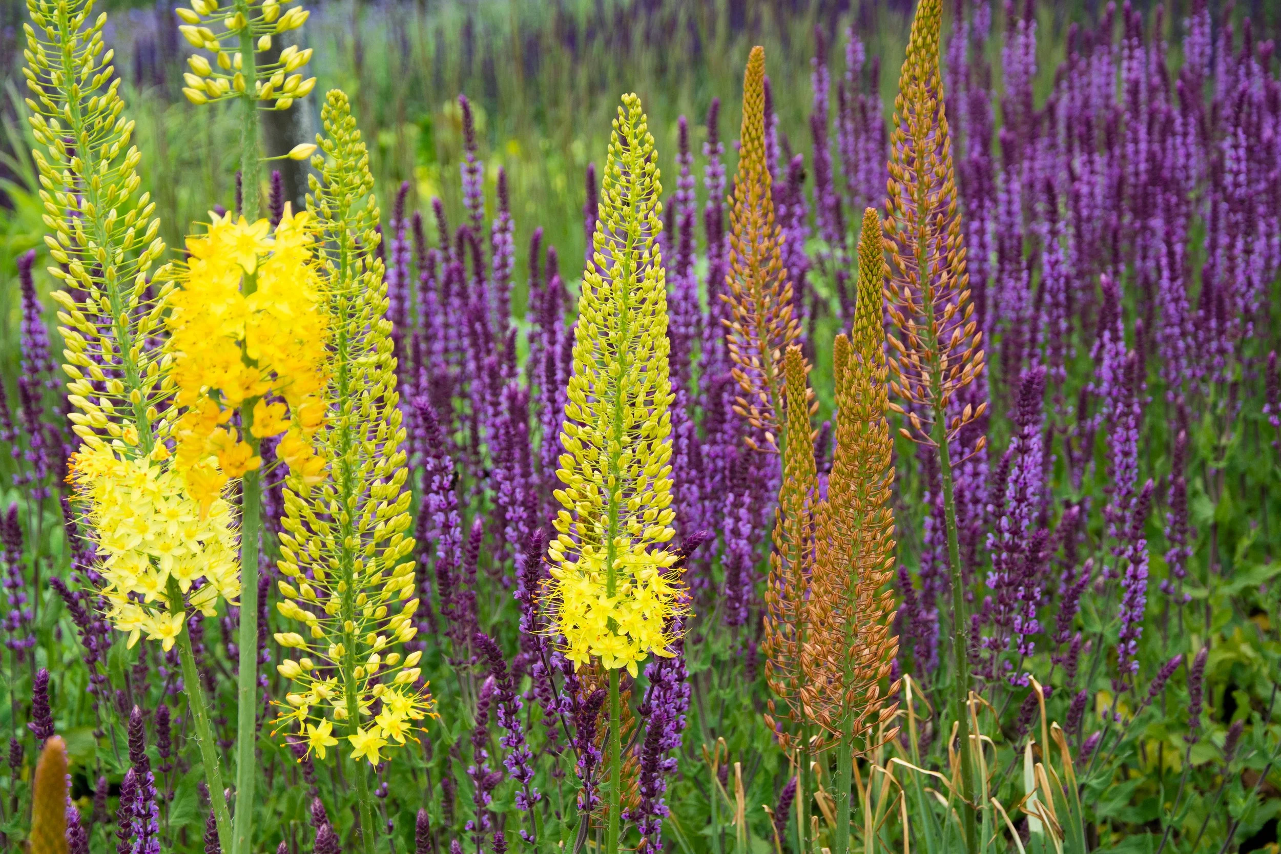 Erymurus - Large Perennials