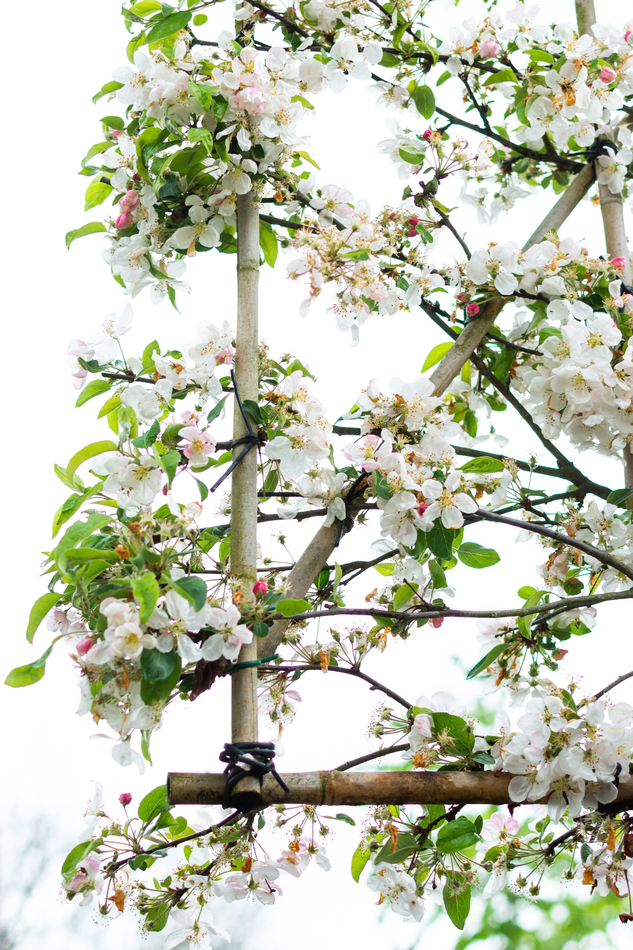 Pleached Malus Crabapple