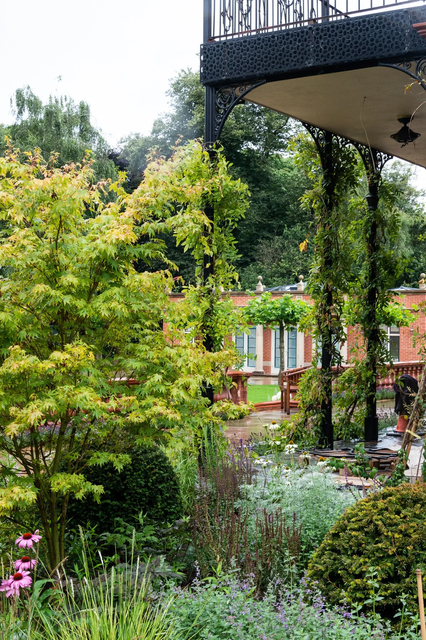 Large Climbers & Acer