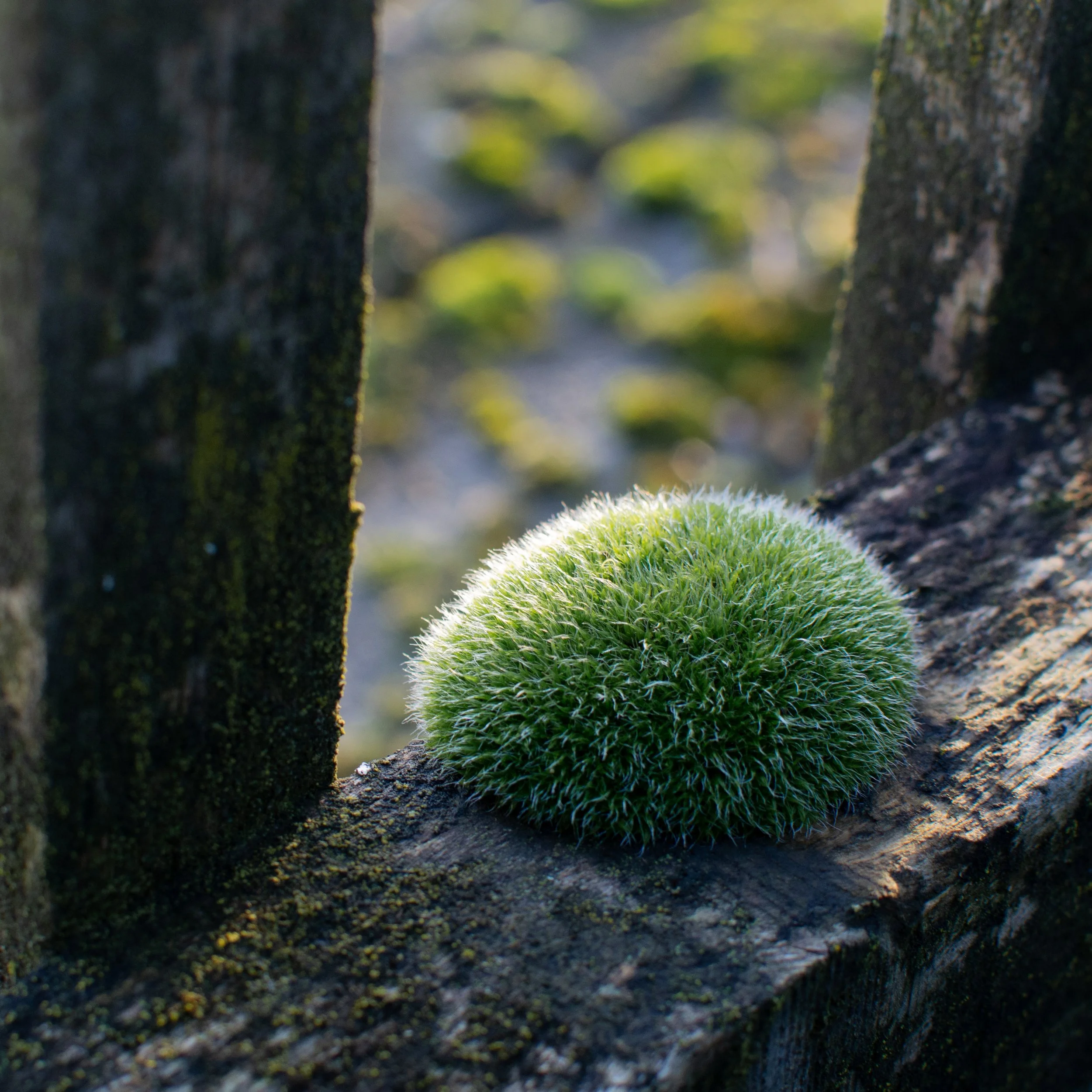 Moss at Ladybrook Nursery