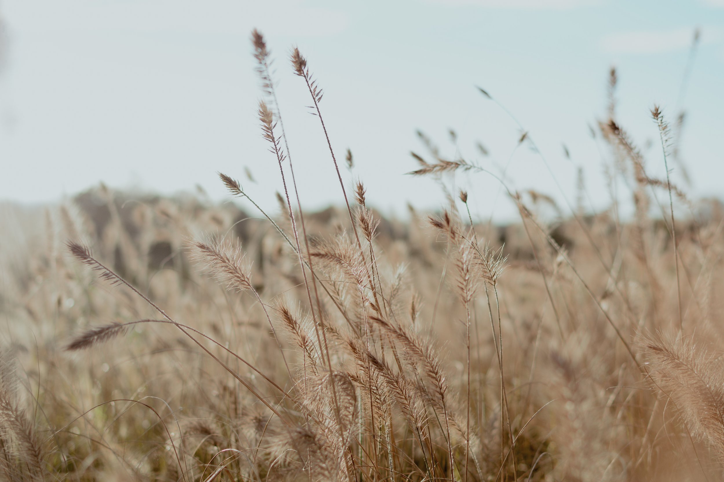 Pennisetum Hamlen - large grasses