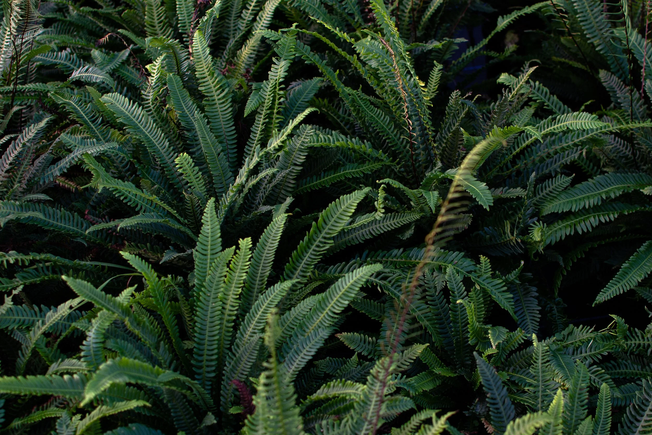 Evergreen Ferns - Blechinum Spicant