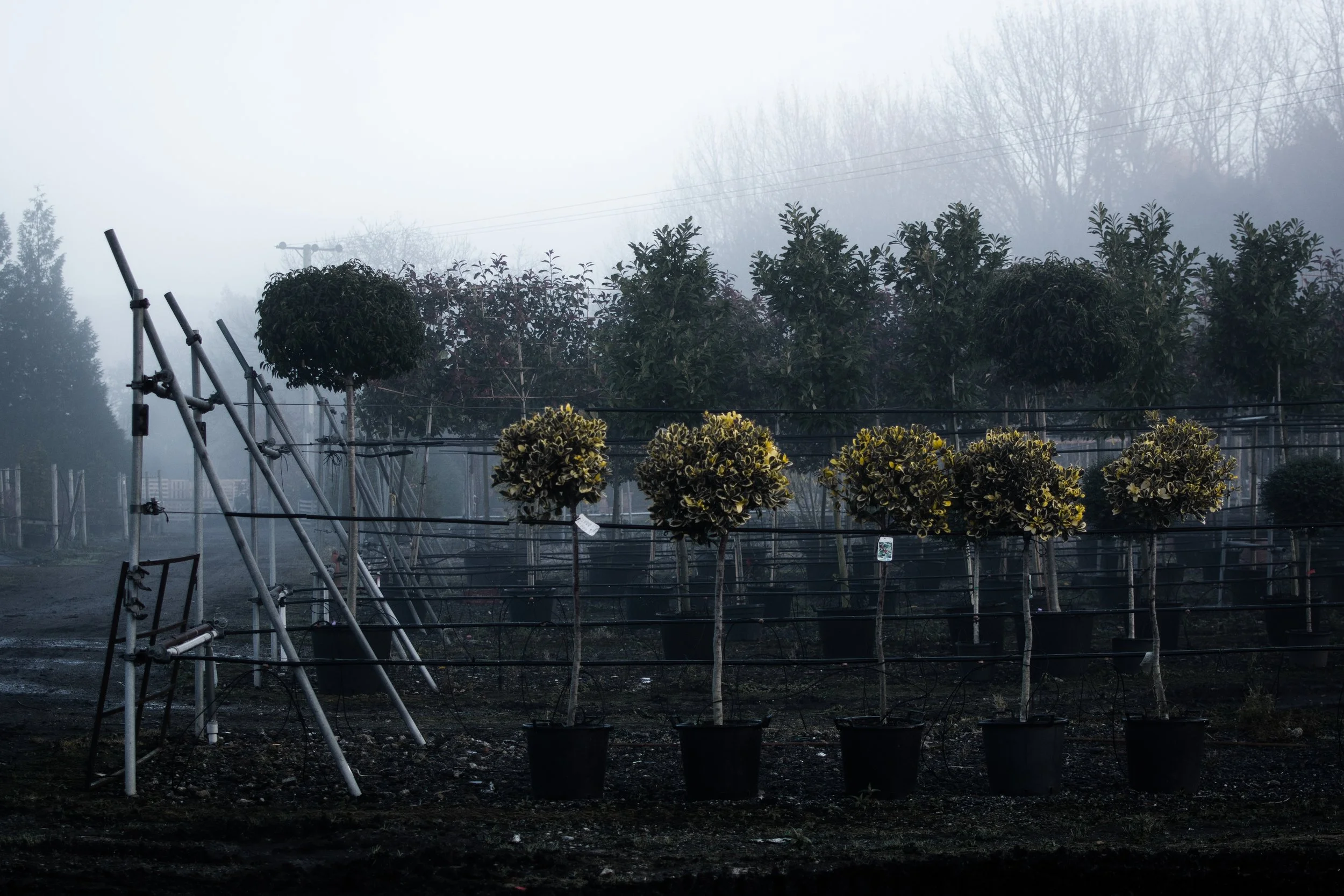 Ilex Half Standards - Topiary Ladybrook