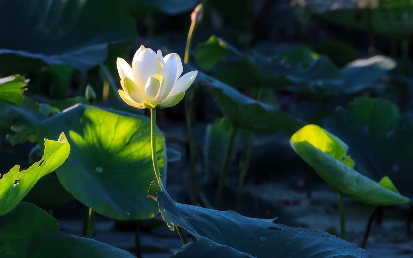 LIVE Satsang & meditatie in Amsterdam