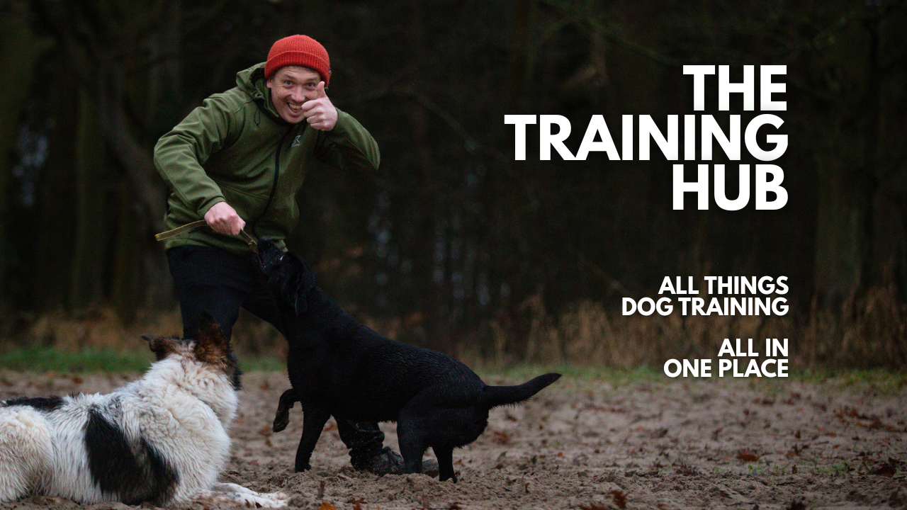 A man in a green jacket and red beanie smiling and giving a thumbs up while training two dogs outdoors in a wooded area with indoor ground. Text on the image reads "The Training Hub," "All Things Dog Training," and "All in One Place."