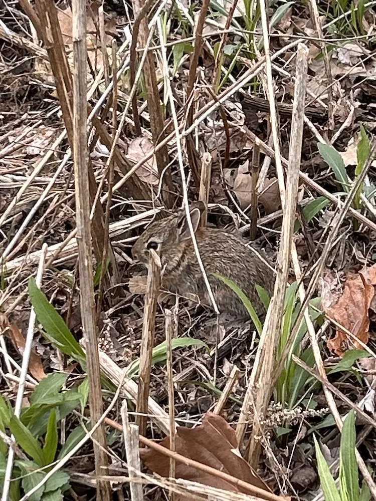 bunnyIMG_7040.jpeg