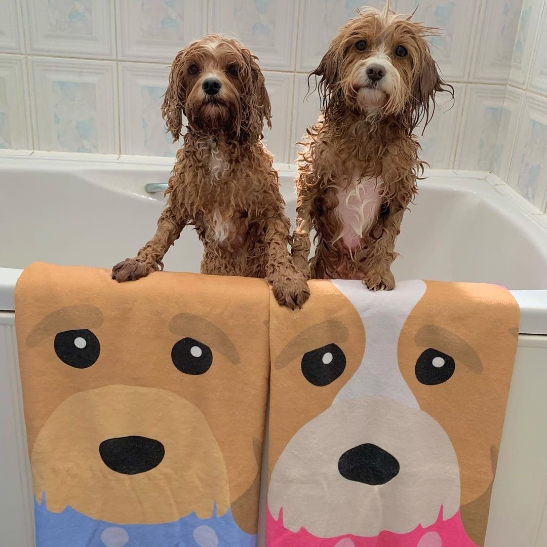 cavapoos with dog towels, cavapoo dog grooming, cavapoo dog bath, yappy dog towels, personalised dog towels