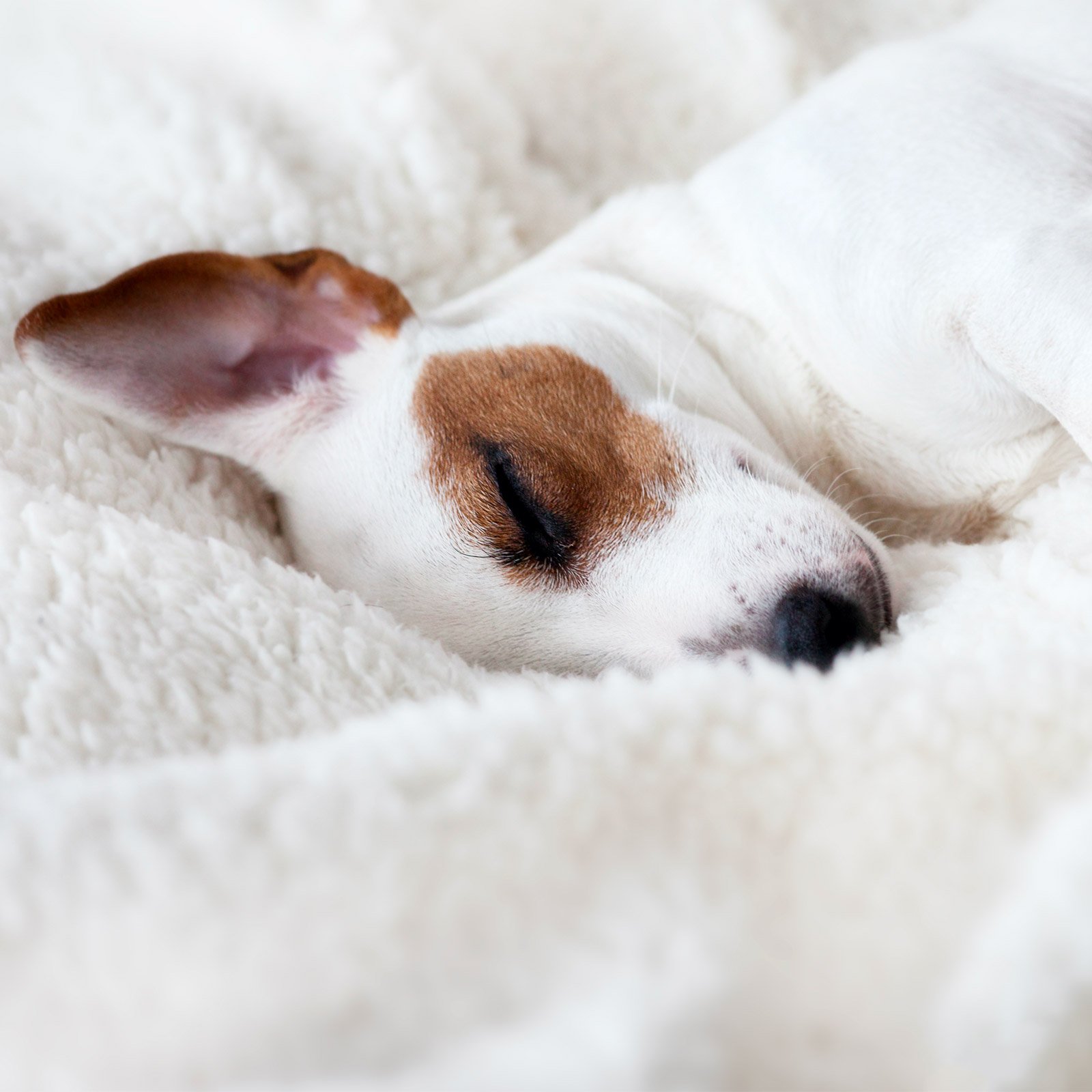 Do Dogs Need Blankets? 4 Cosy Reasons Why They Benefit