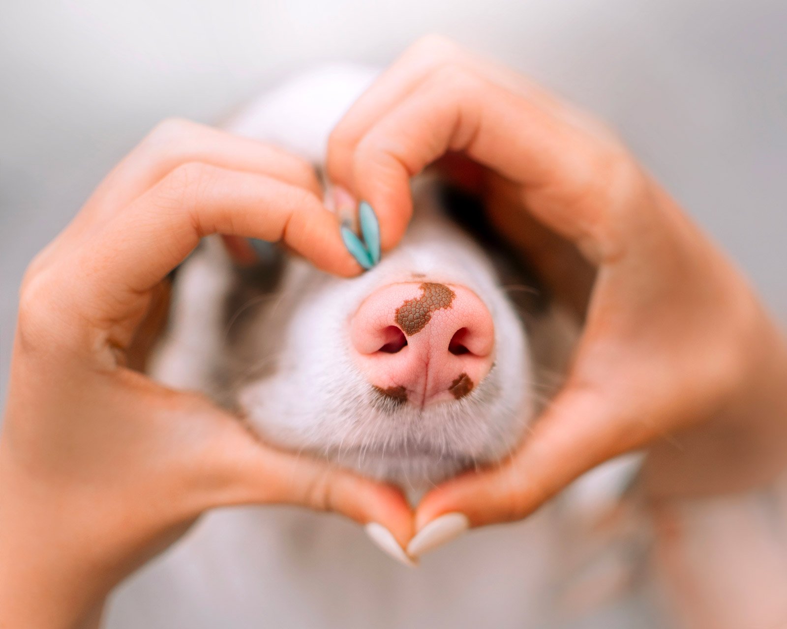 7 Reasons Why Your Dog Has a Dry Nose and How to Treat It