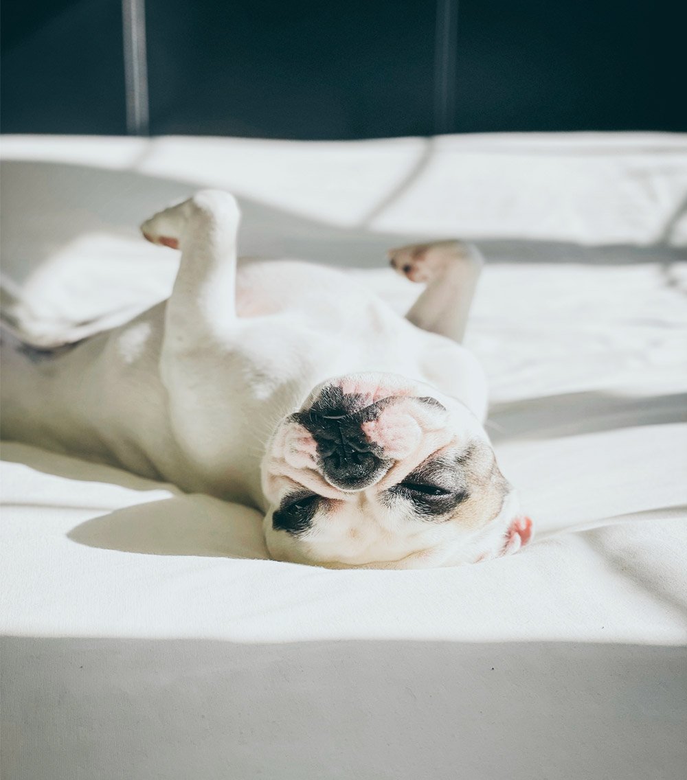 What Do Dogs Dream About? Dog Sleeping Habits Explained