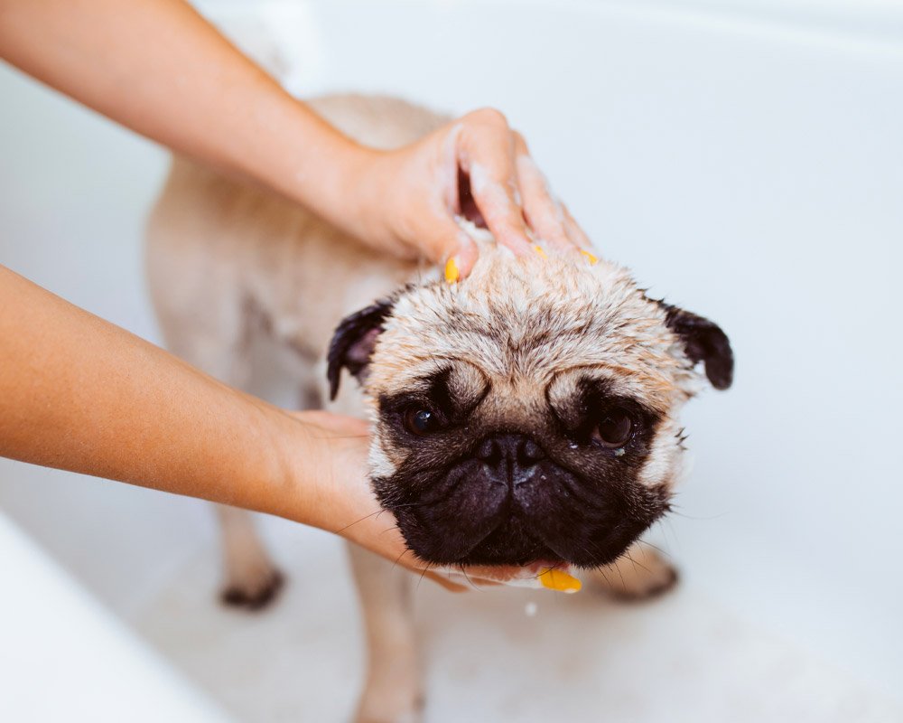 How to Bathe a Dog: 5 Top Tips