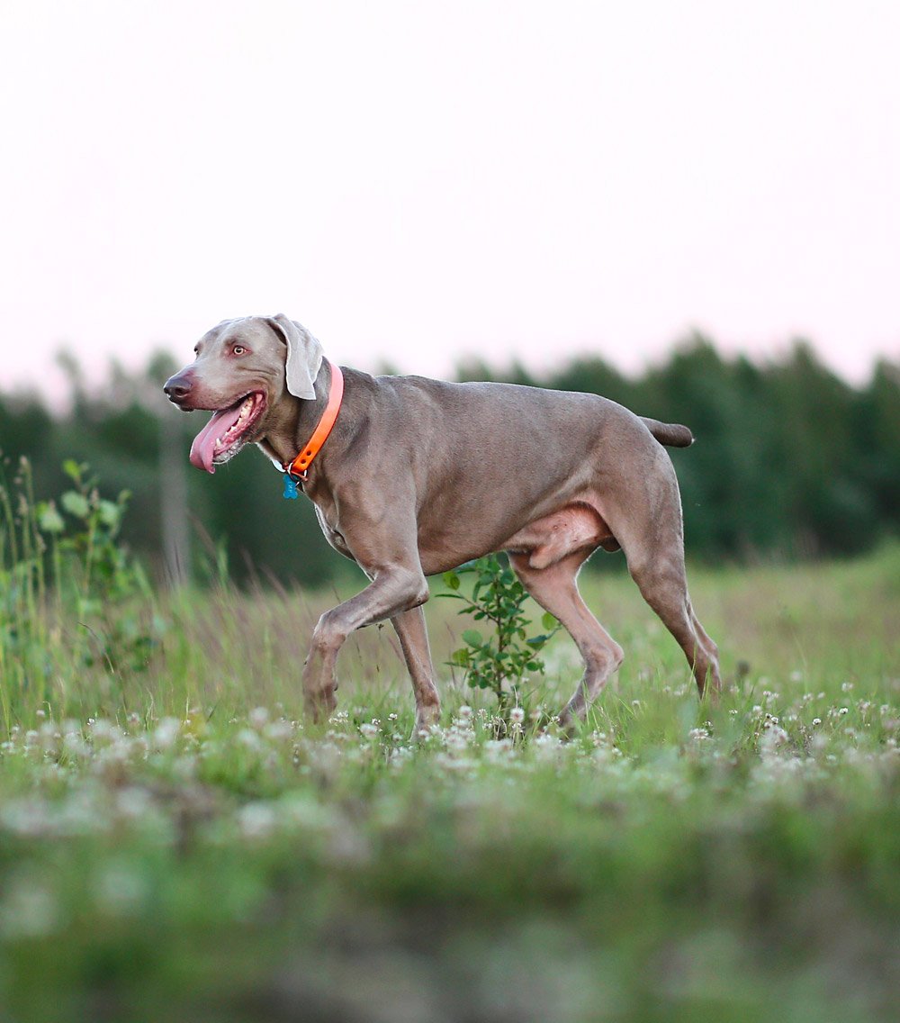 5 Ways to Avoid Collars Harming Your Dog