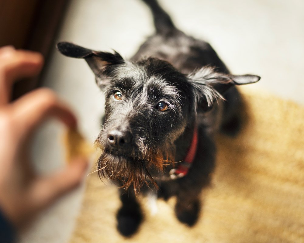 3 Ways to Celebrate National Dog Biscuit Day