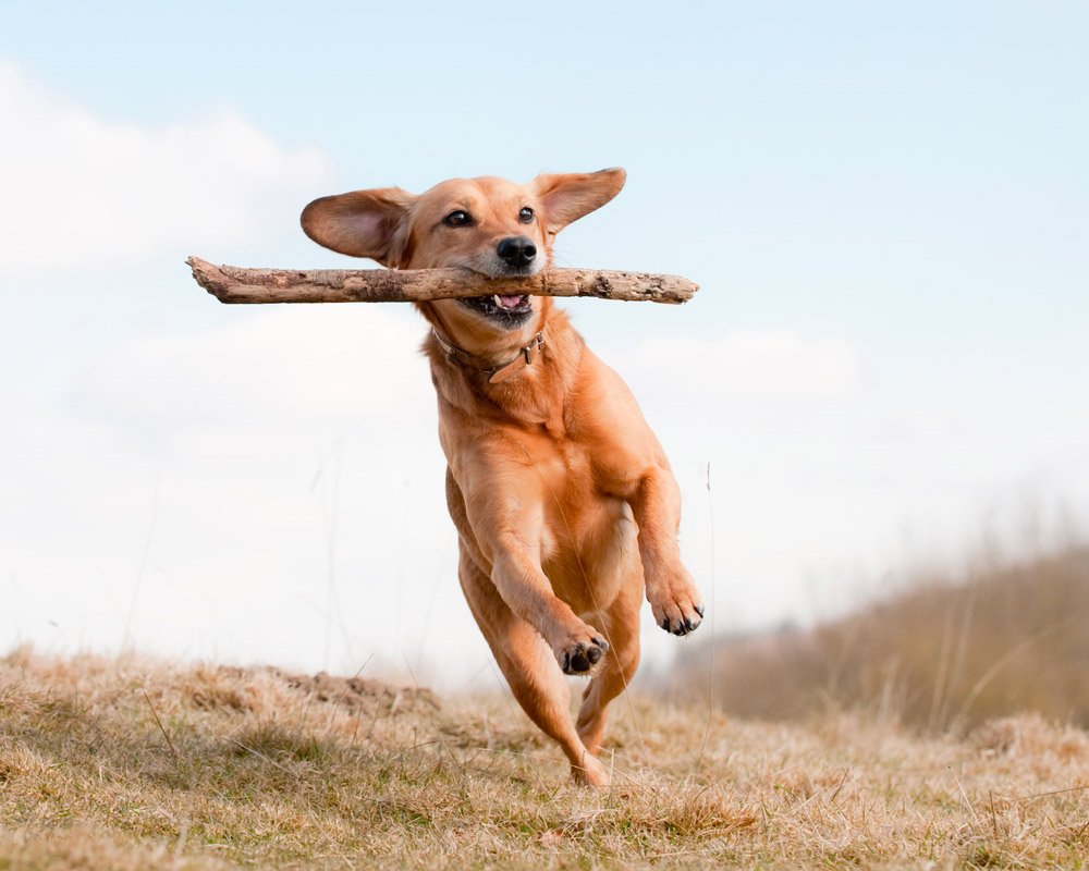 How to Teach a Dog to Fetch: A Step-By-Step Guide