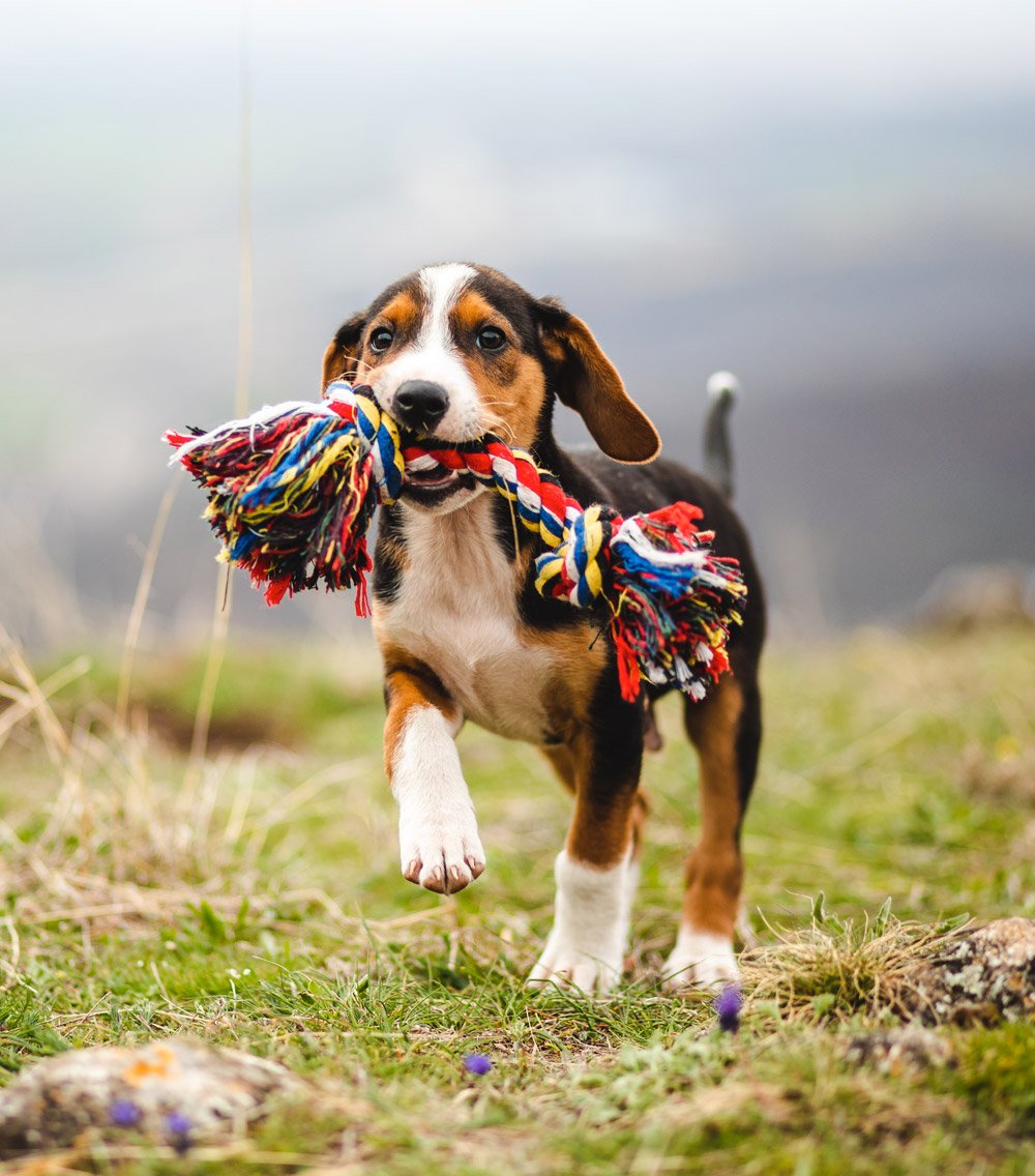6 Fun Benefits of Playing with Your Dog