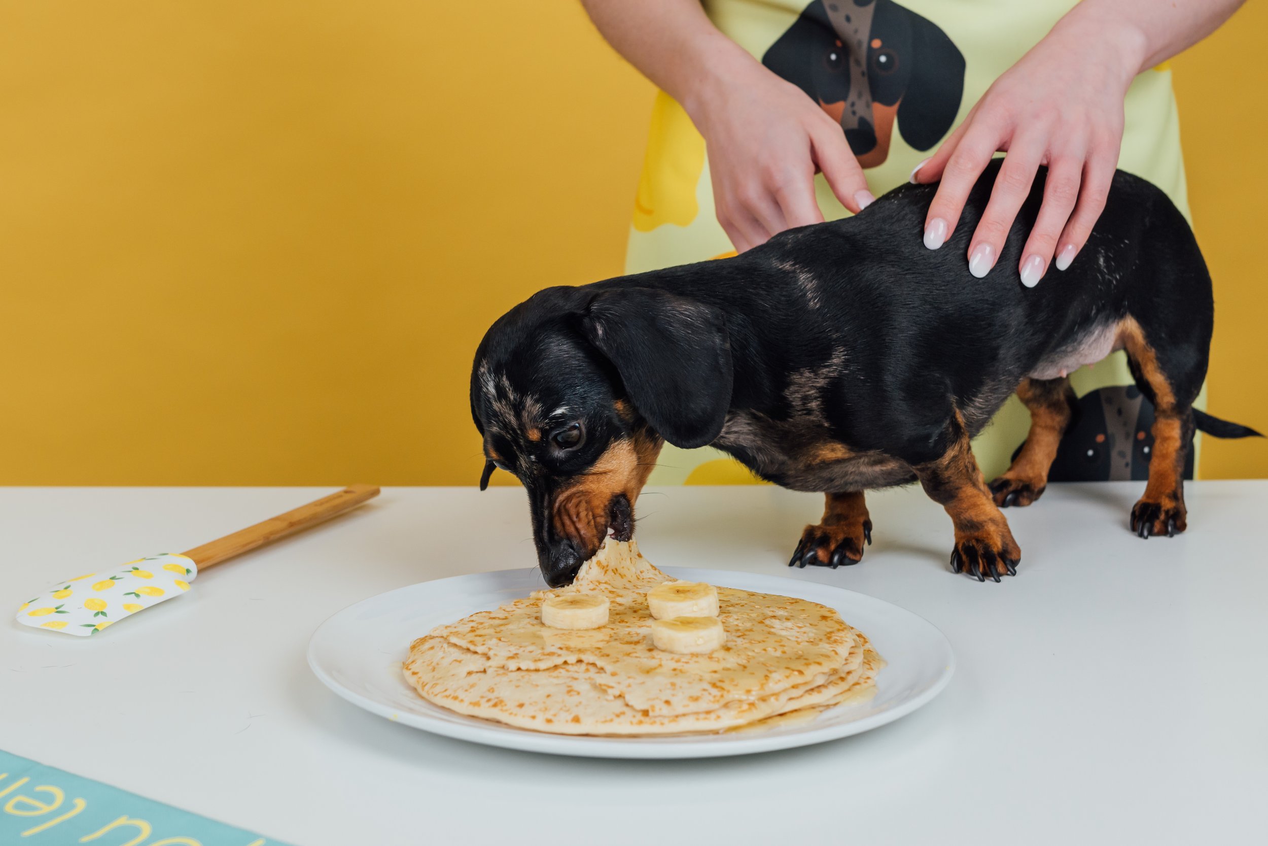 dog eating pancake, easy dog pancake recipe, dog friendly pancake recipe