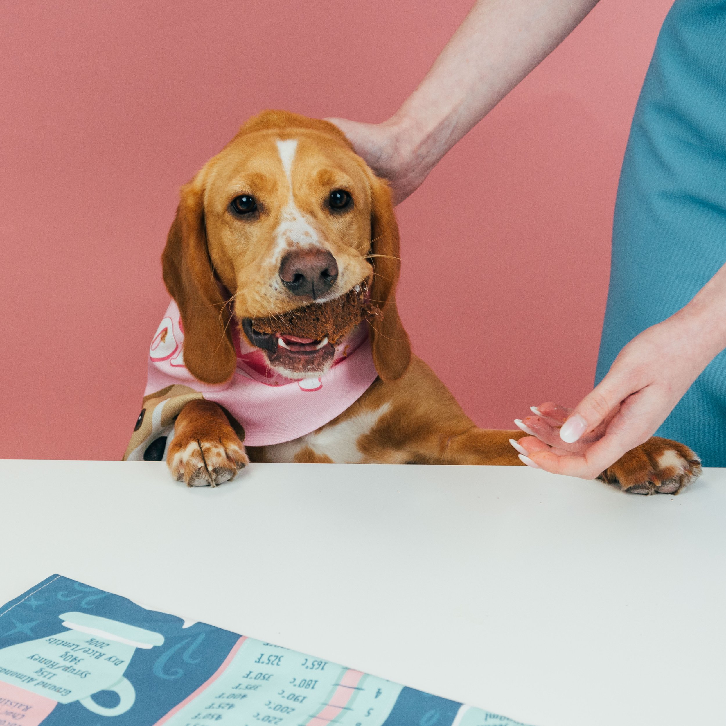 dog bandana, personalised dog bandana, bandana for dog, customised dog bandana, dog brownies, dog recipe, dog baking