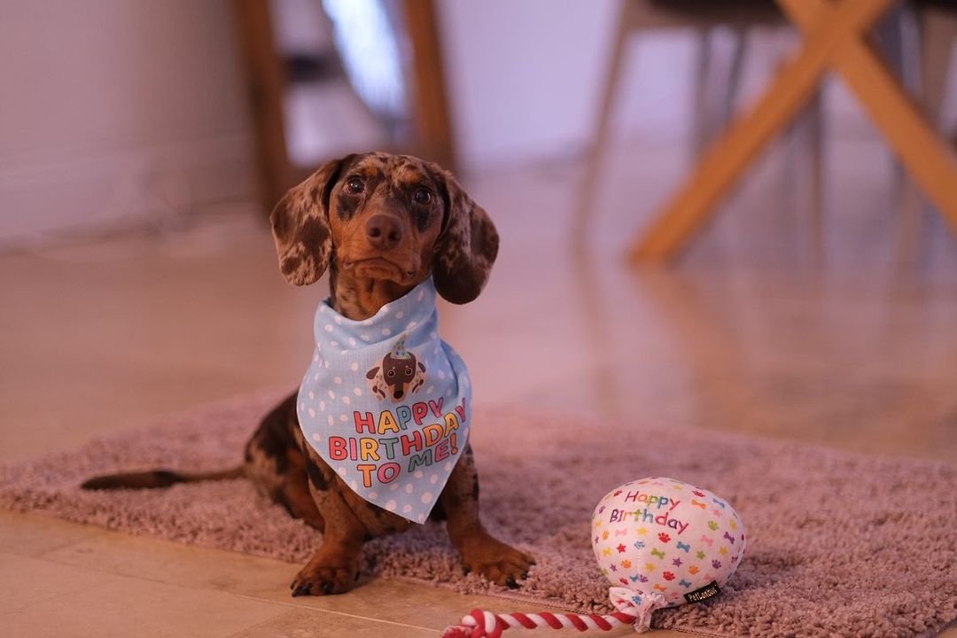 How Old Is Your Dog? Dog Years to Human Years