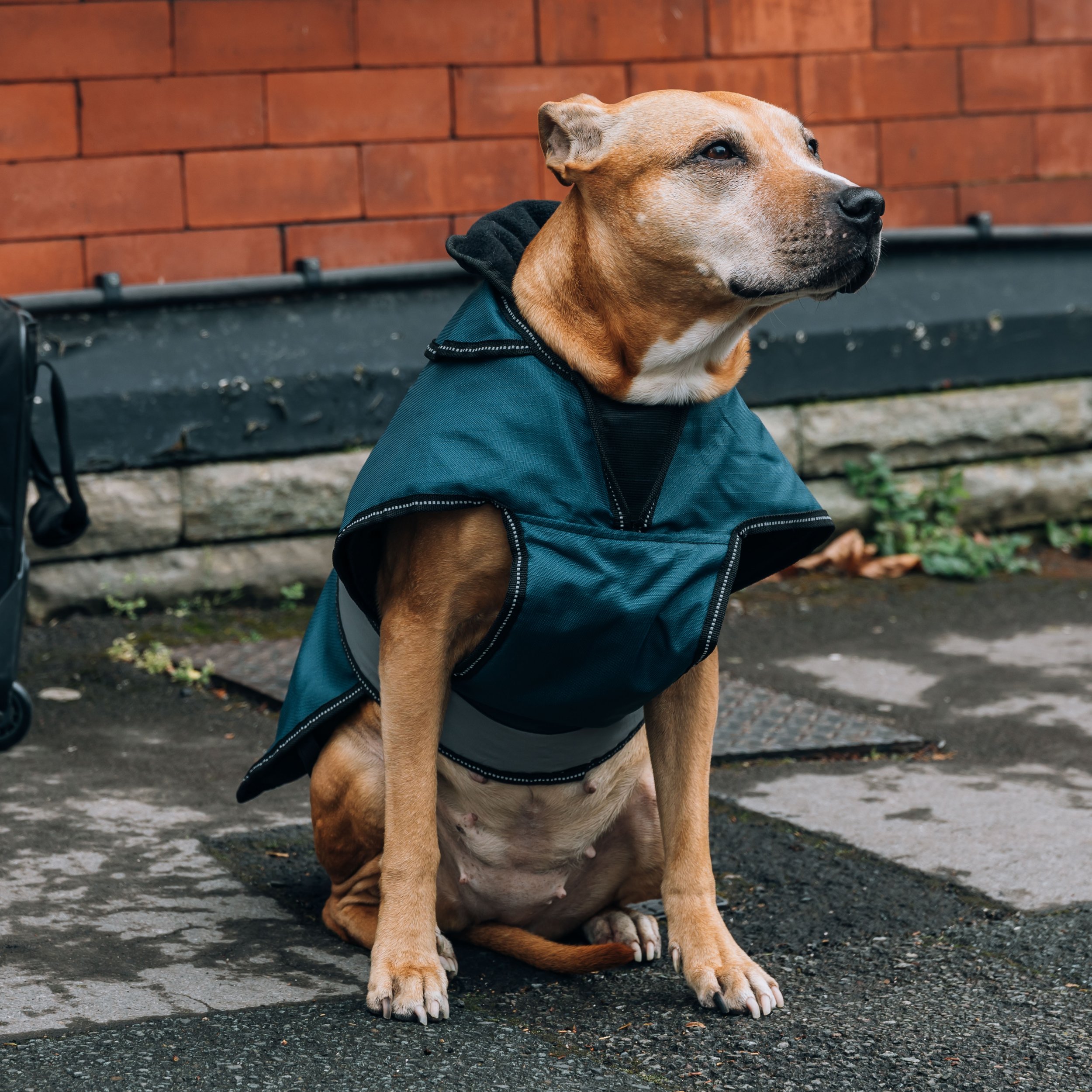 Yappy Donates Dog Coats to Street Paws